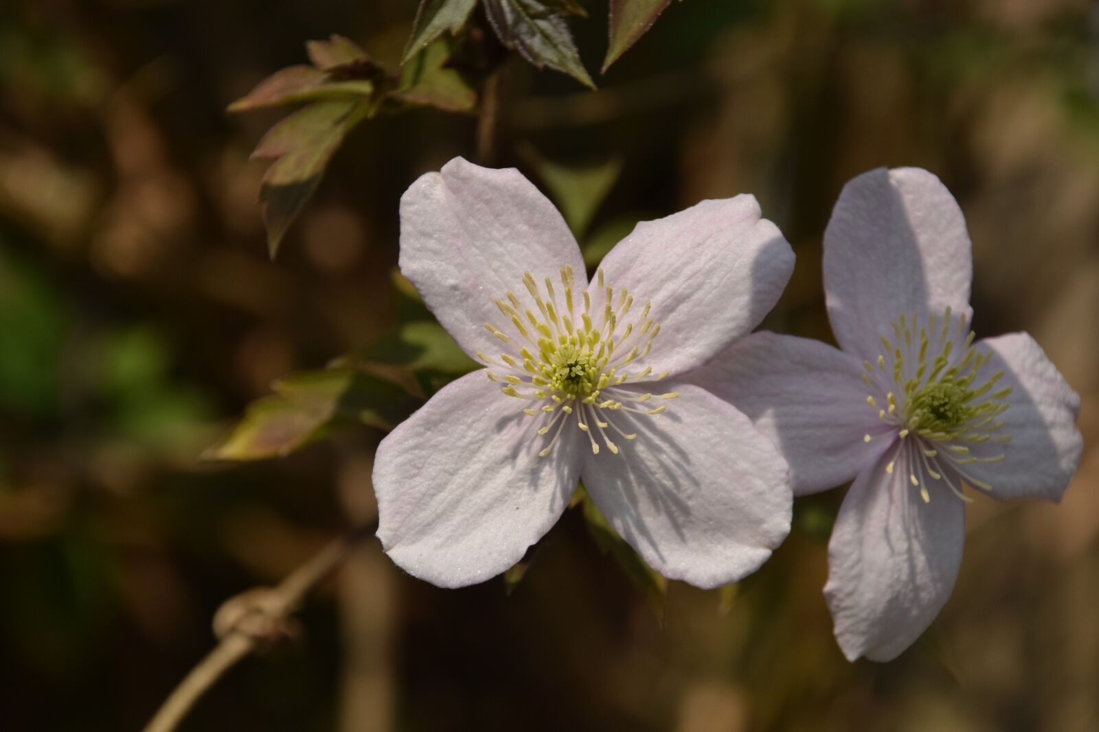 Nikon D3300 sample photo. Hellevoetsluis, garden, flowers photography
