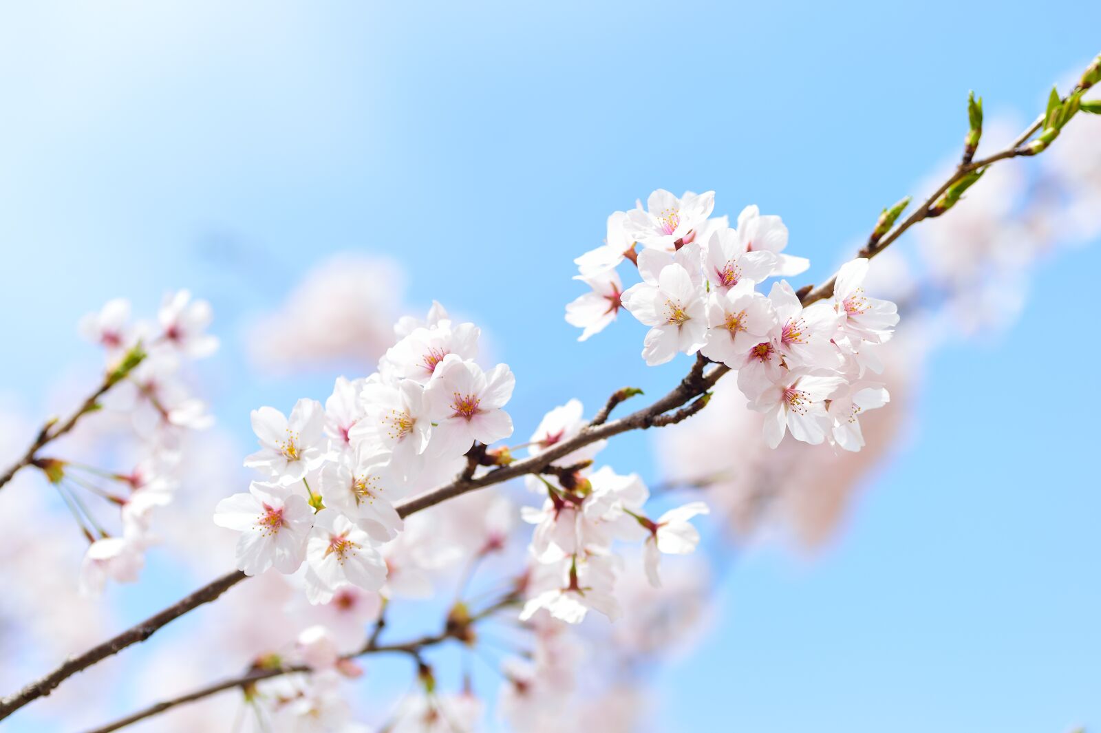 Nikon Df sample photo. Spring, plant, cherry blossoms photography