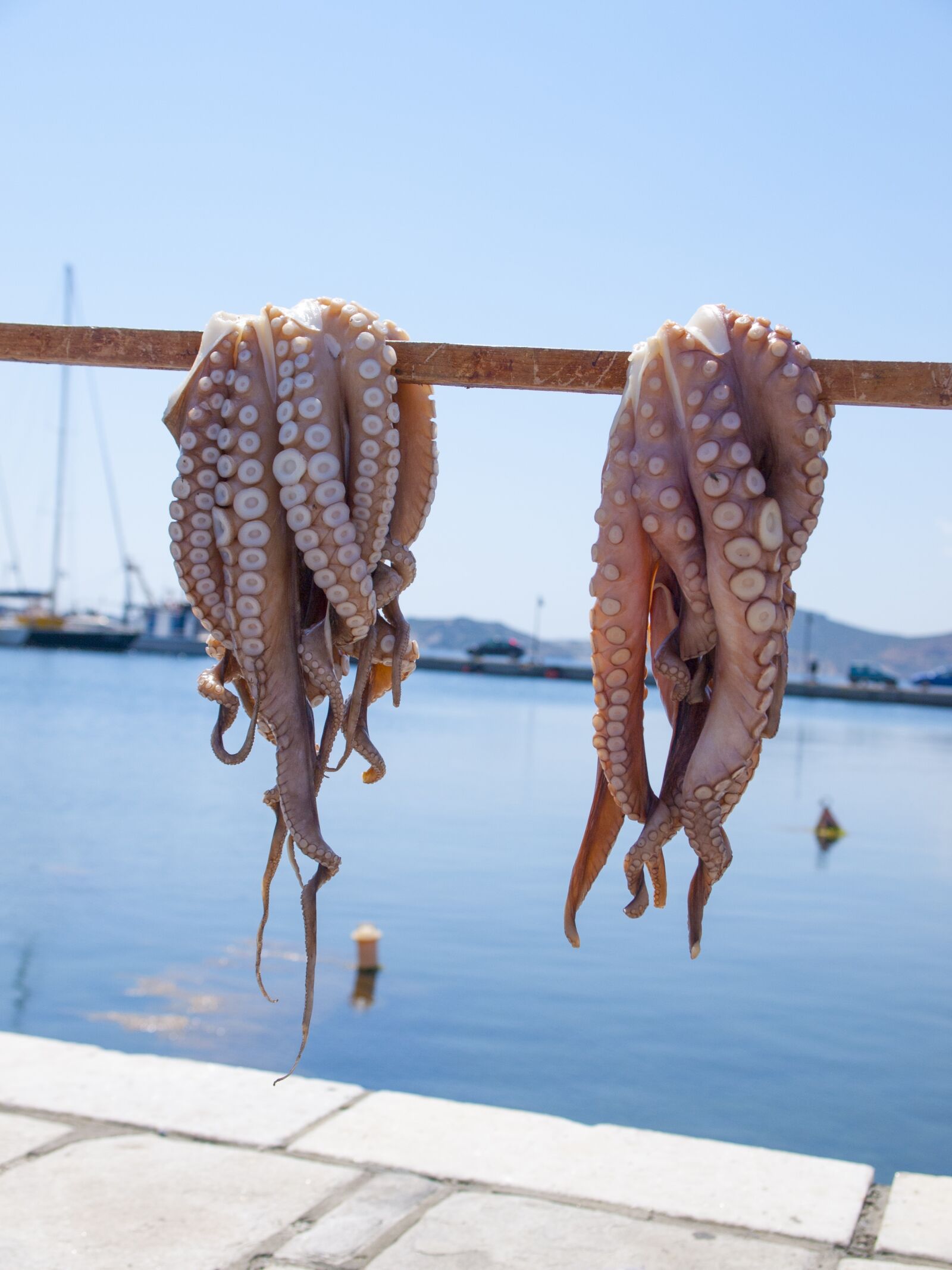 Olympus E-3 sample photo. Octopus, sea, naxos photography