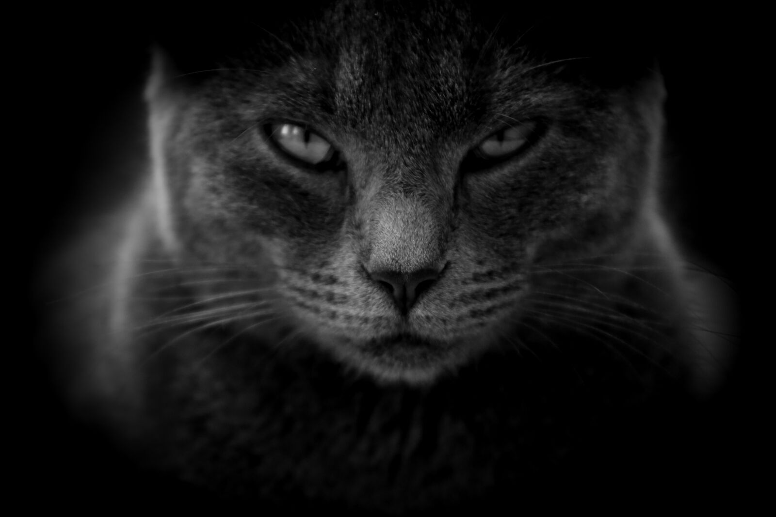 Canon EF75-300mm f/4-5.6 sample photo. Cat, moody, angry photography