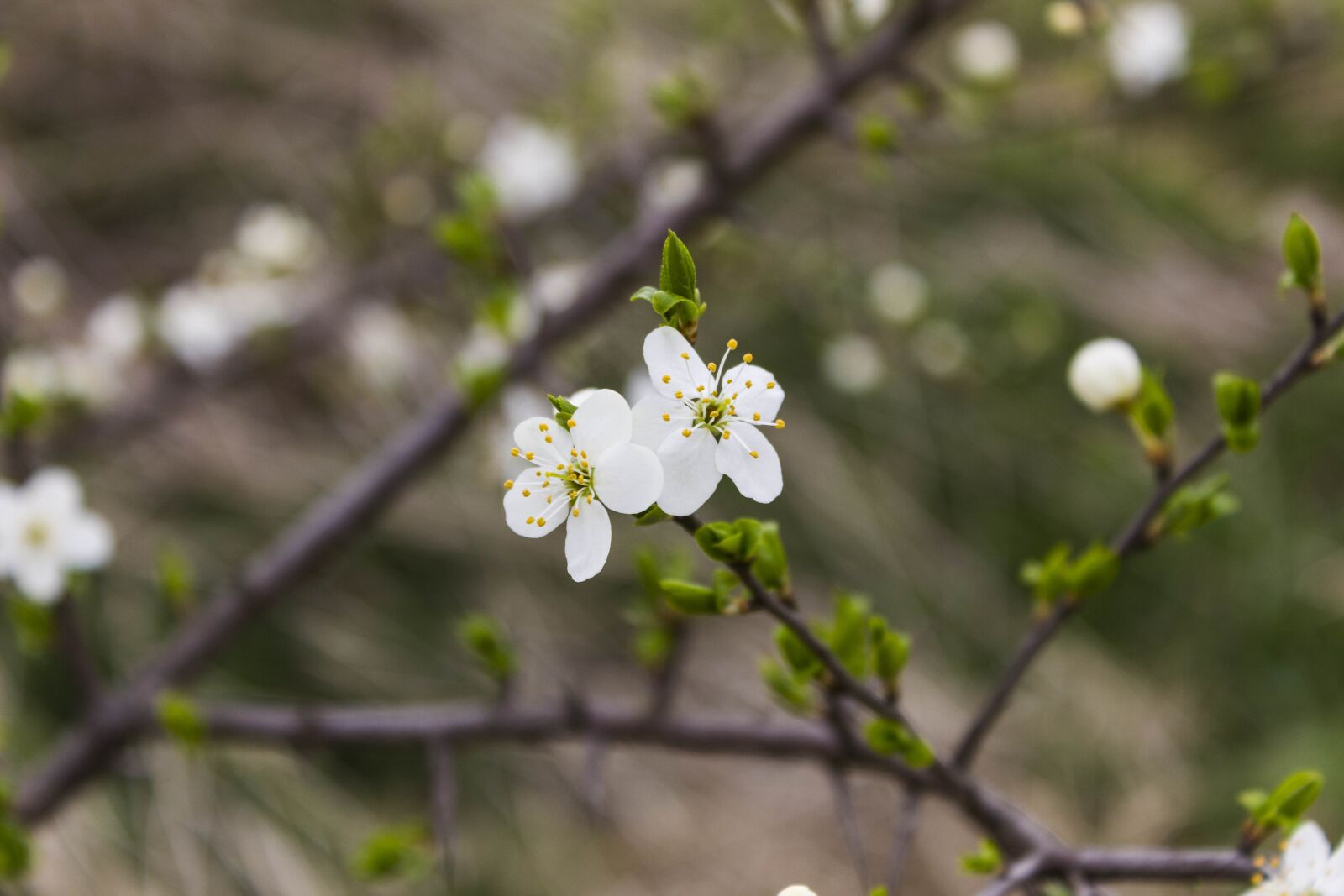 Canon EOS 600D (Rebel EOS T3i / EOS Kiss X5) sample photo. Tree, flower, branch photography