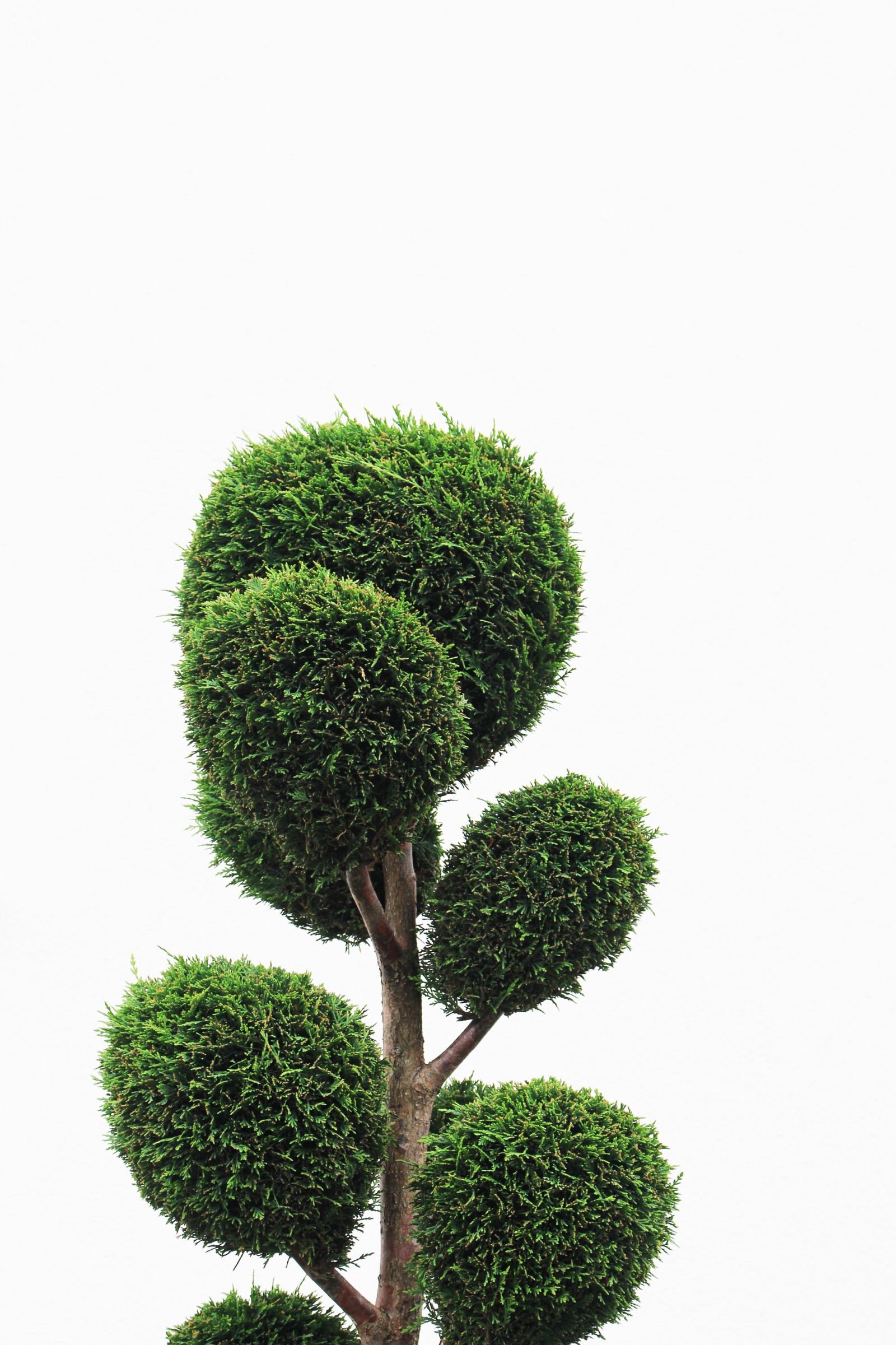 Canon EOS 700D (EOS Rebel T5i / EOS Kiss X7i) sample photo. Green, tree, nature photography