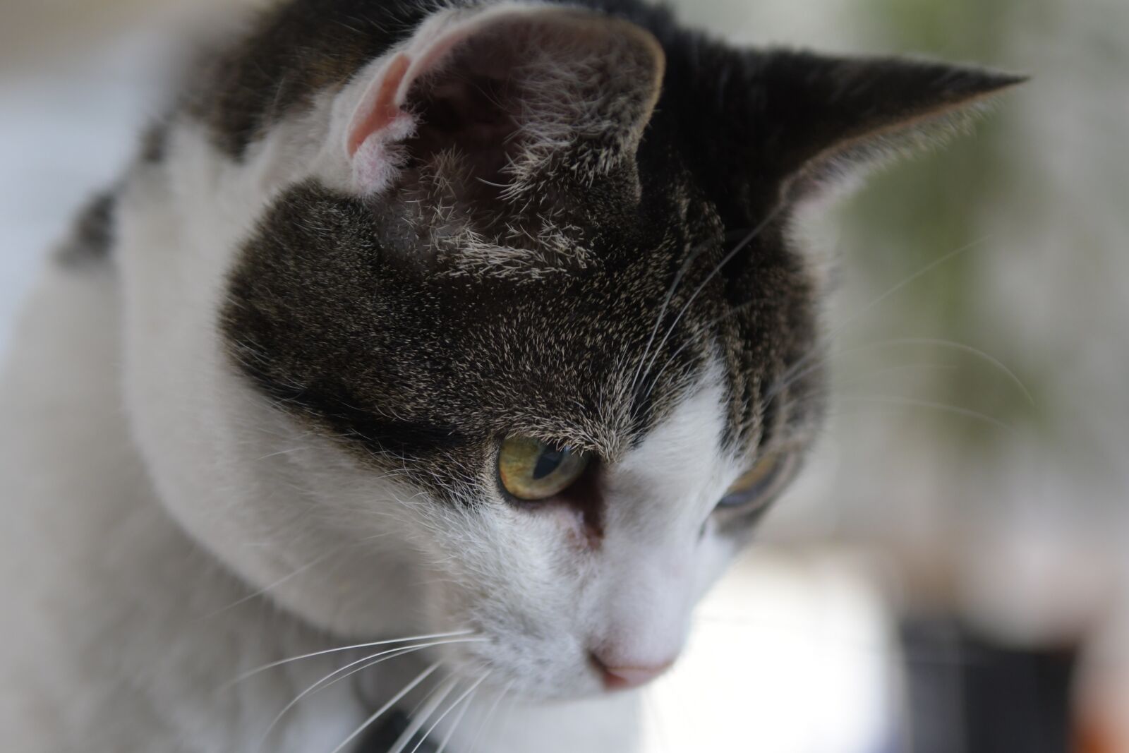 Nikon D500 sample photo. Cat, looks, eye photography