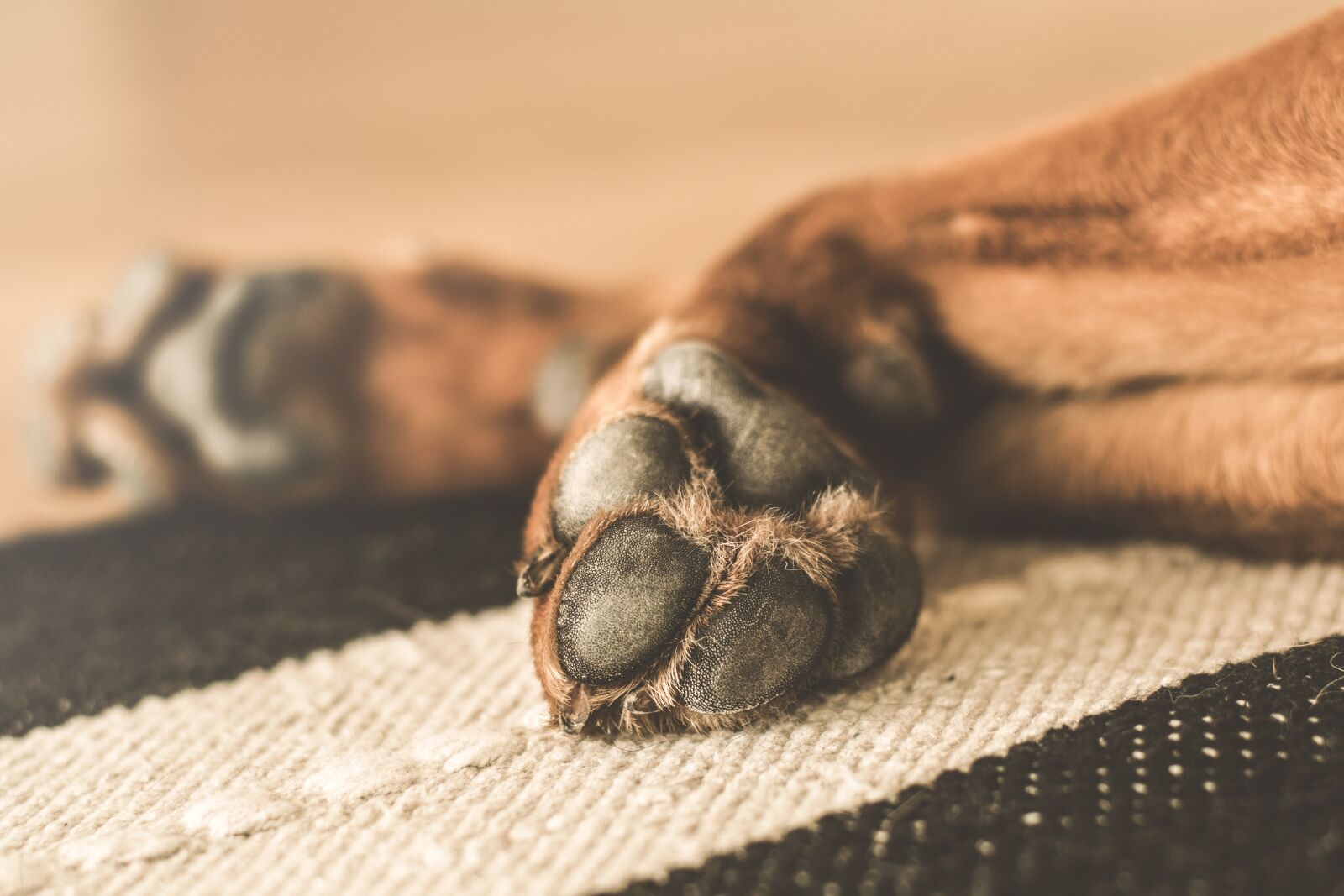 Nikon D5300 sample photo. Animal, dog, domesticated photography