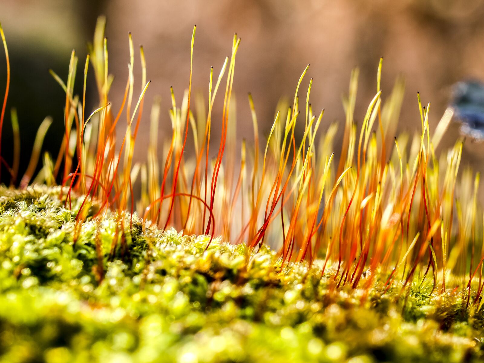 Olympus E-3 sample photo. Moss, plant, nature photography
