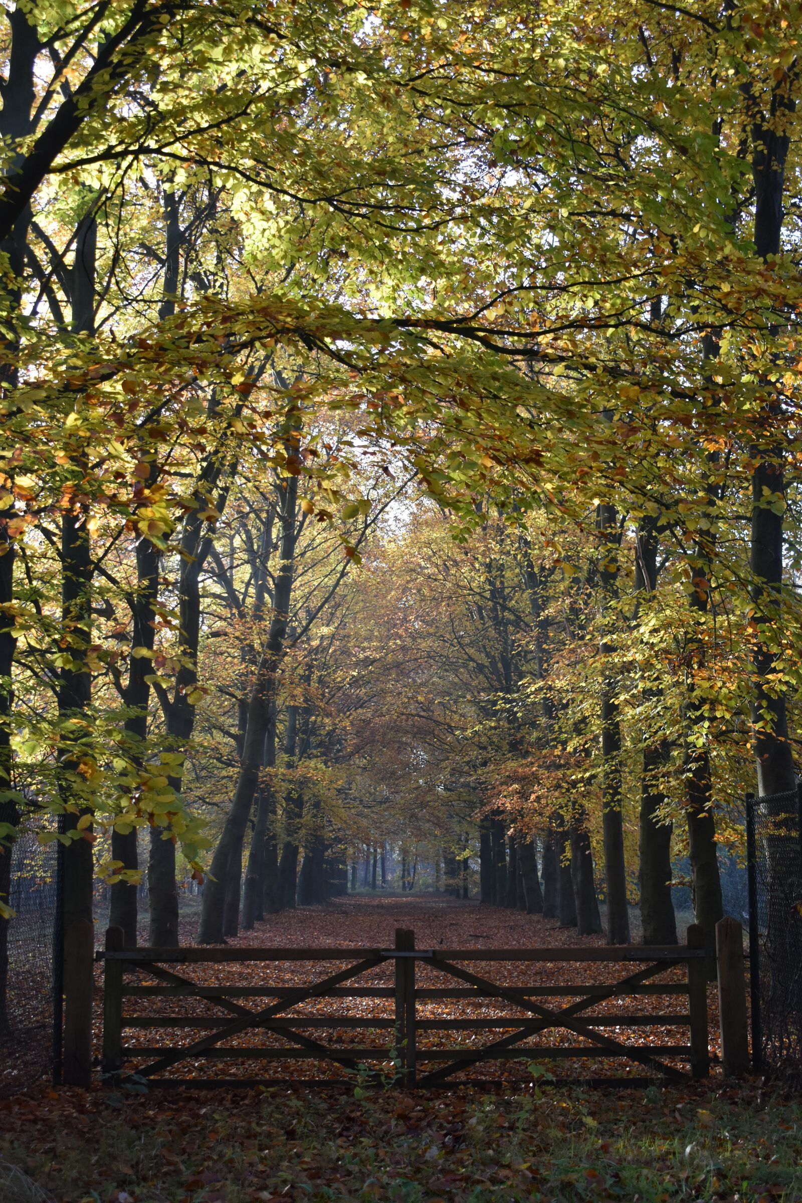 Nikon D3500 sample photo. Avenue, forest, landscape photography