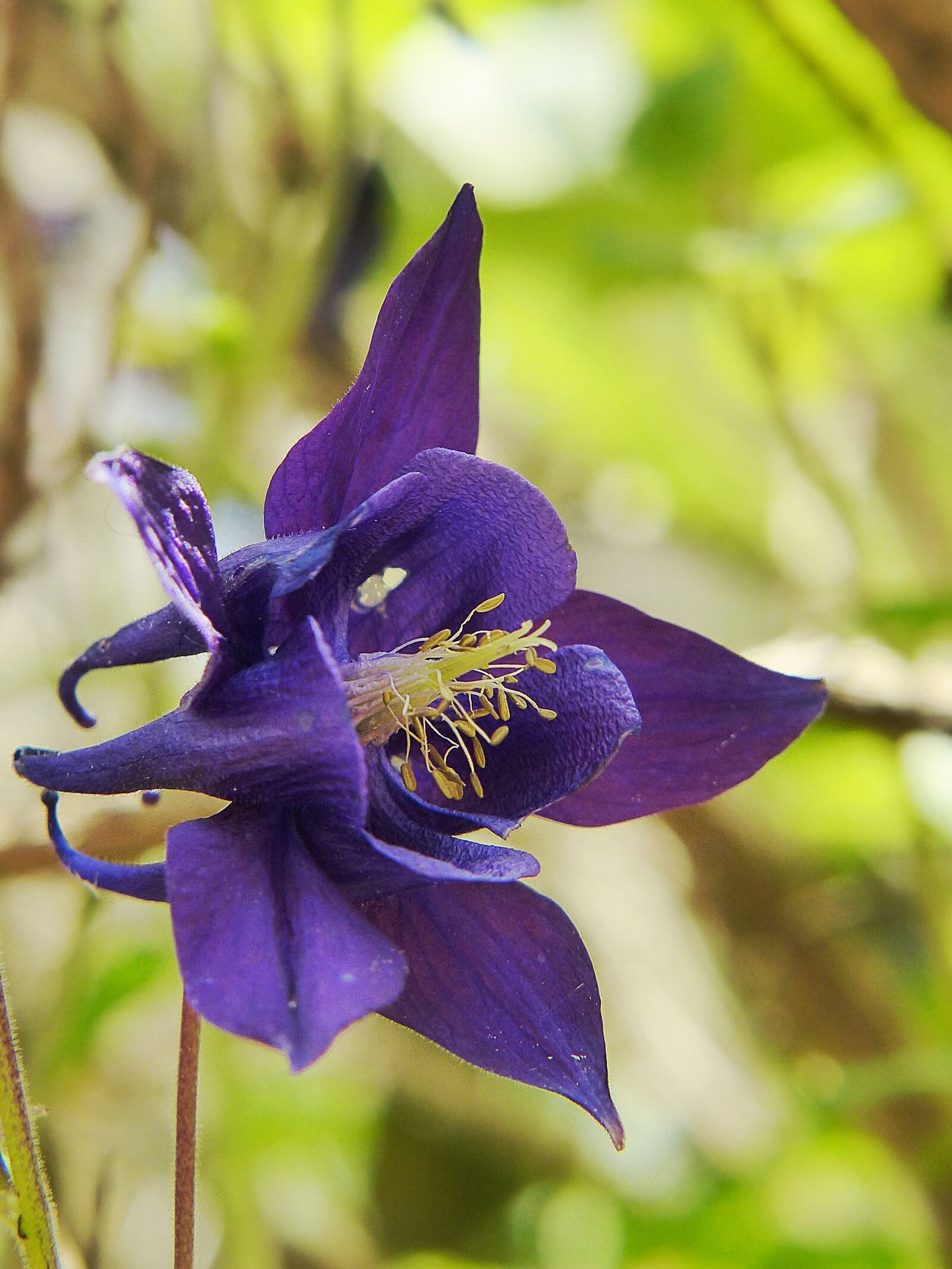 Panasonic Lumix DMC-FZ200 sample photo. Columbine, flower, plant photography