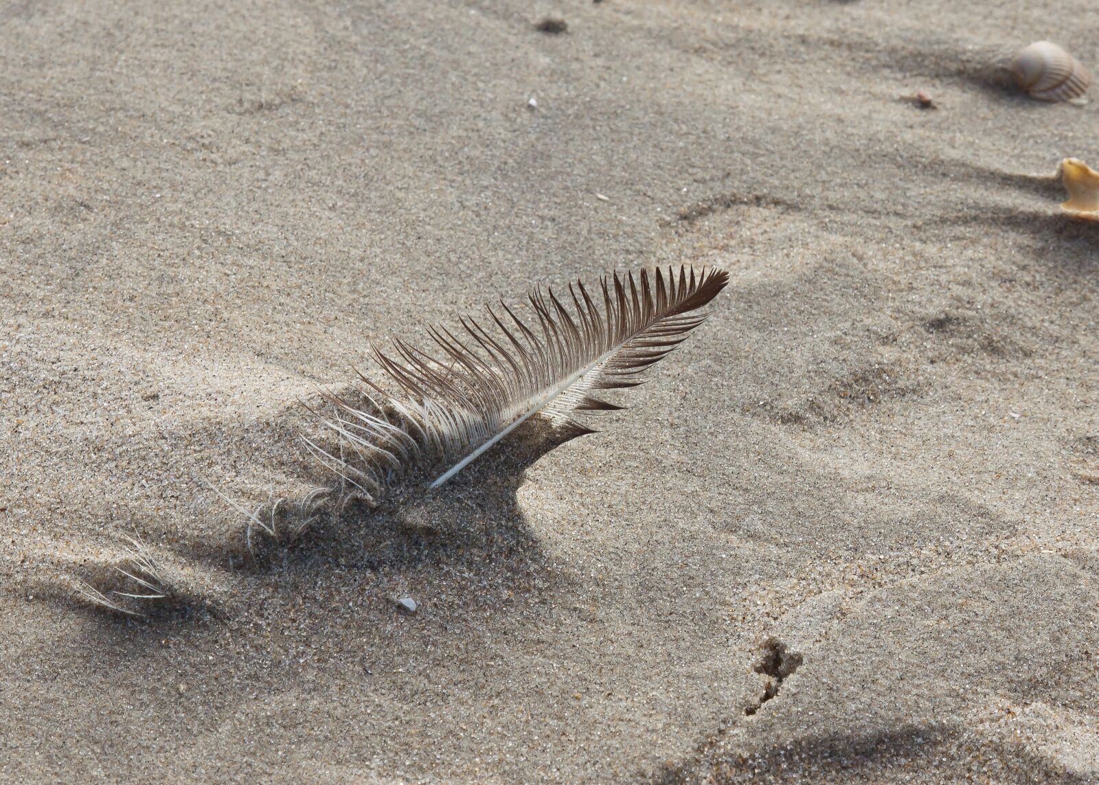 Canon EOS 50D + Canon EF 24-105mm F4L IS USM sample photo. Feather, sand, wind photography