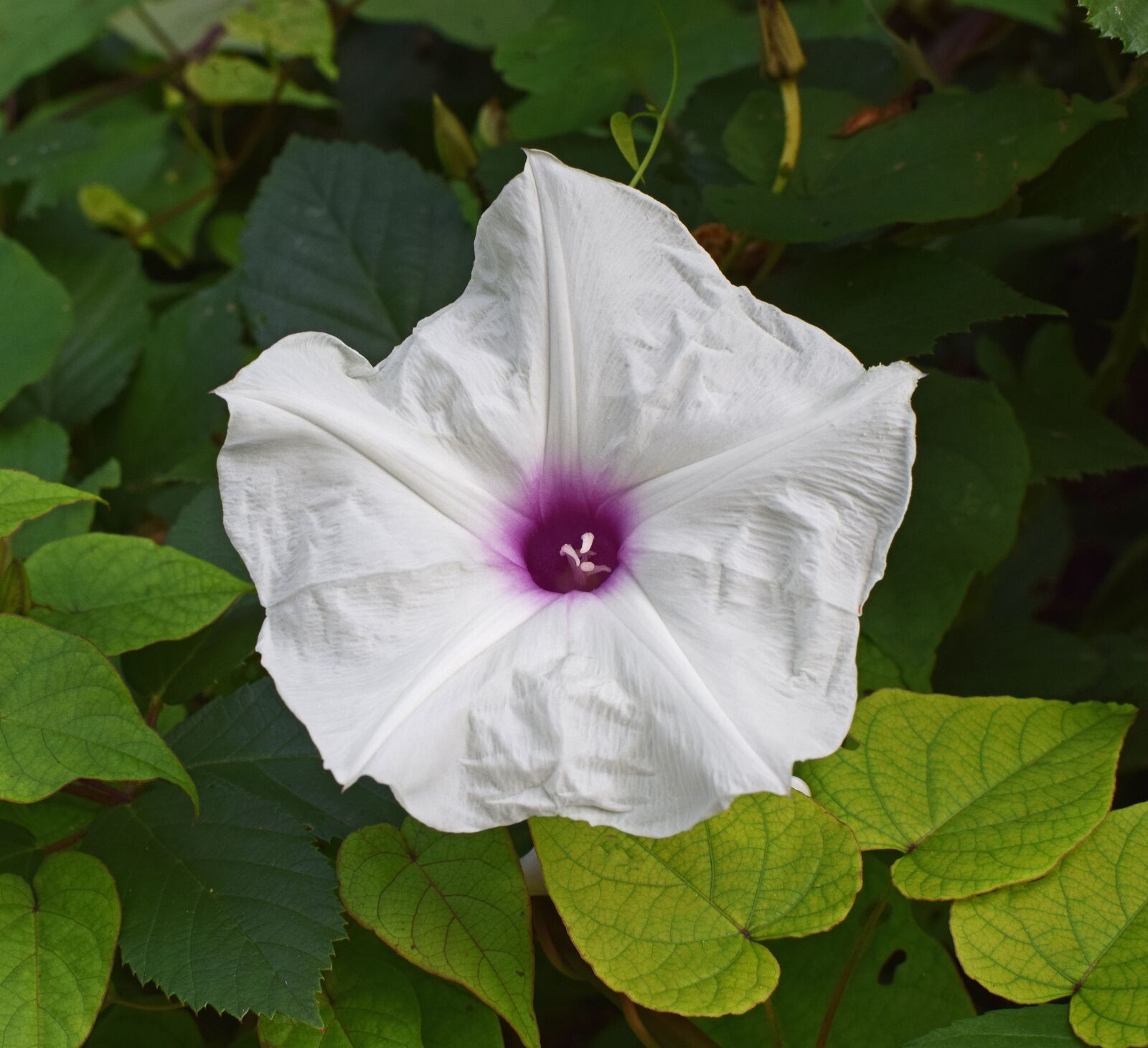 Nikon D3300 sample photo. Wild potato vine, manroot photography