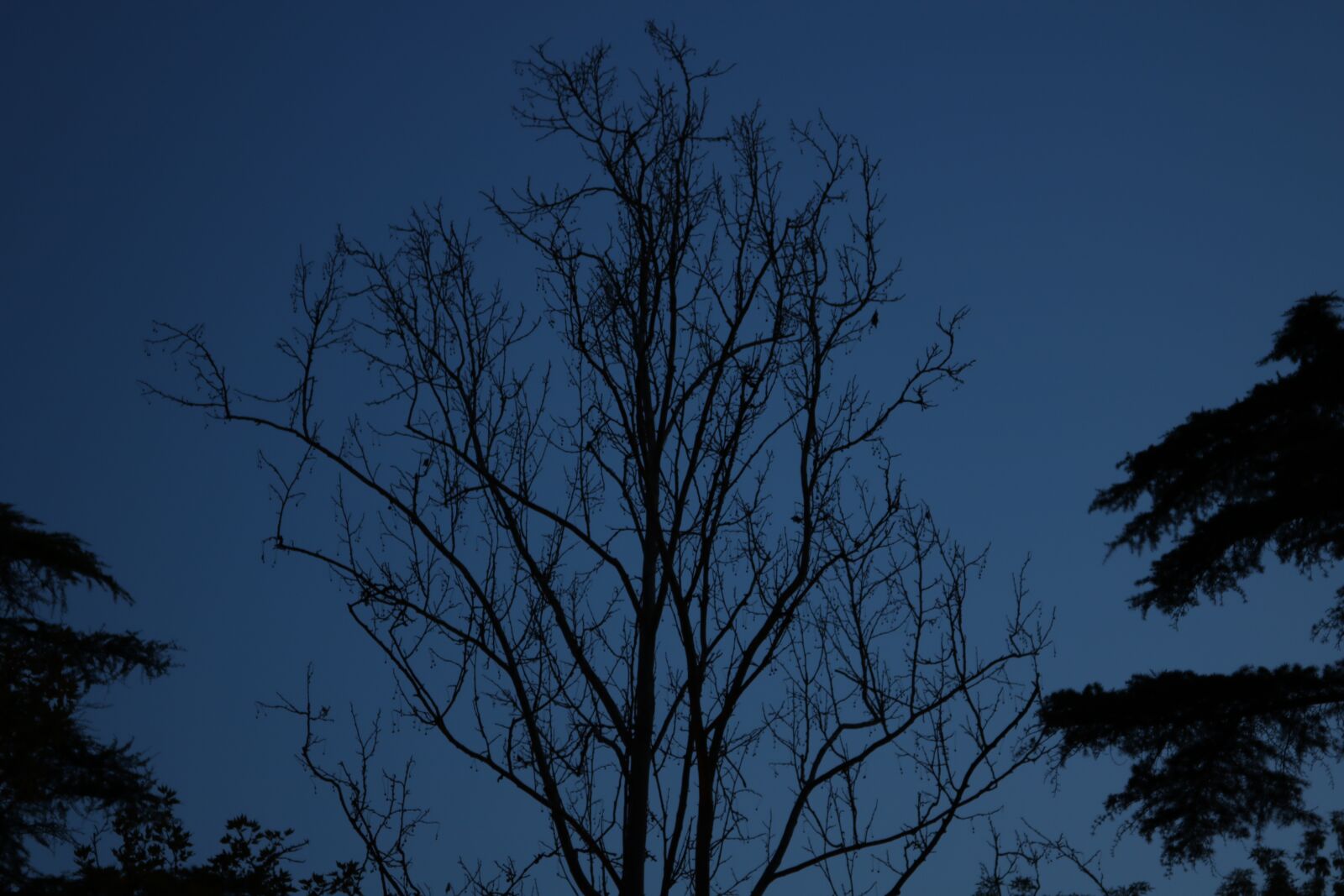 Canon EOS 750D (EOS Rebel T6i / EOS Kiss X8i) + Canon EF-S 18-55mm F3.5-5.6 IS STM sample photo. Tree, night, forest photography
