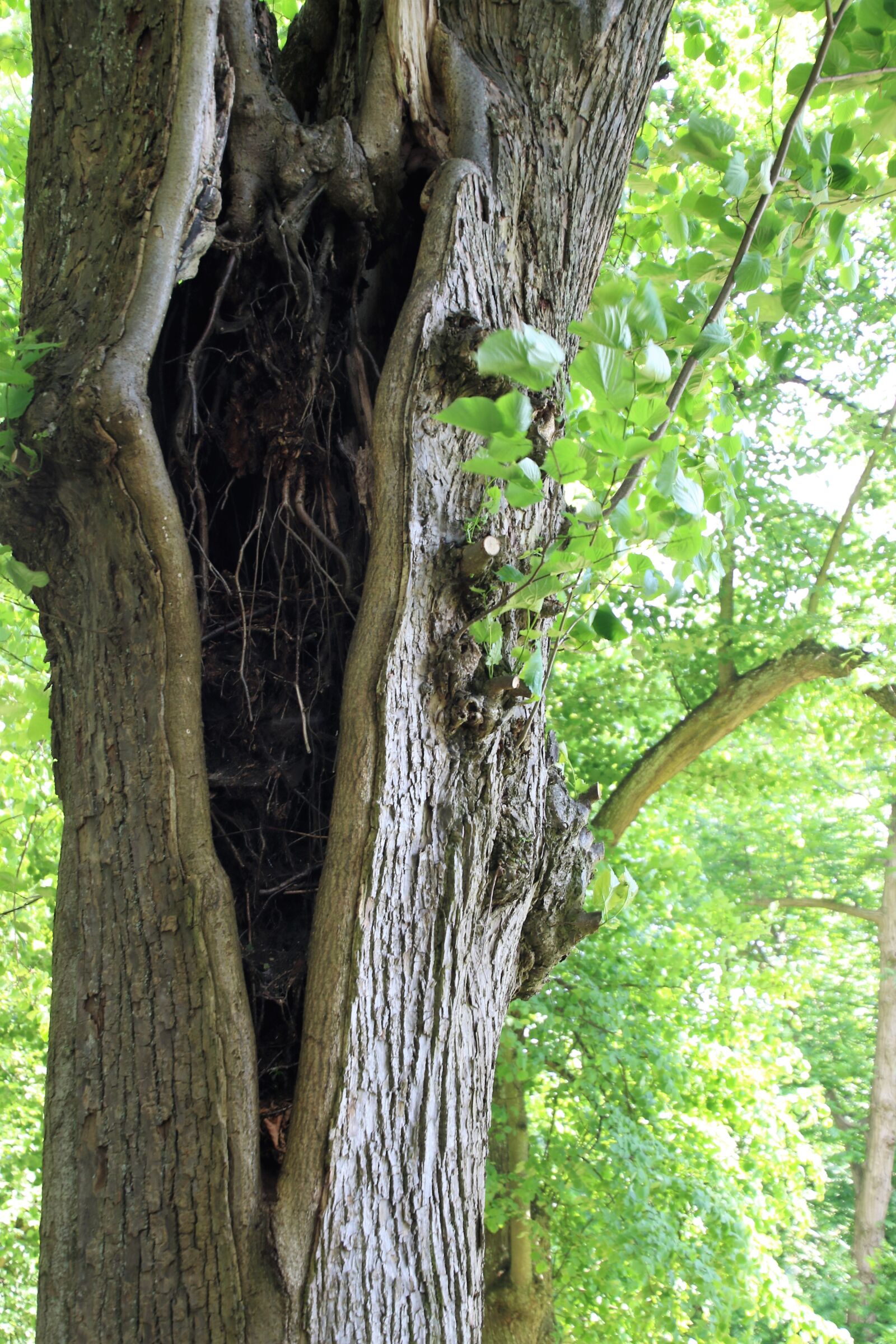 Canon EOS 7D Mark II sample photo. Bark, branches, brown, garden photography