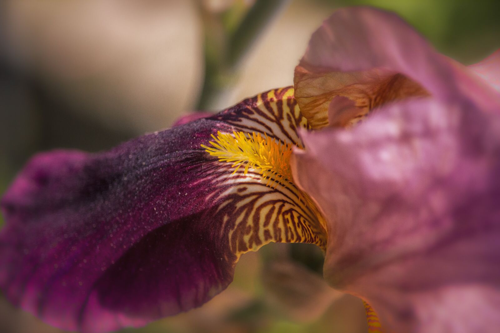 Canon EOS 700D (EOS Rebel T5i / EOS Kiss X7i) sample photo. Lily, blossom, bloom photography