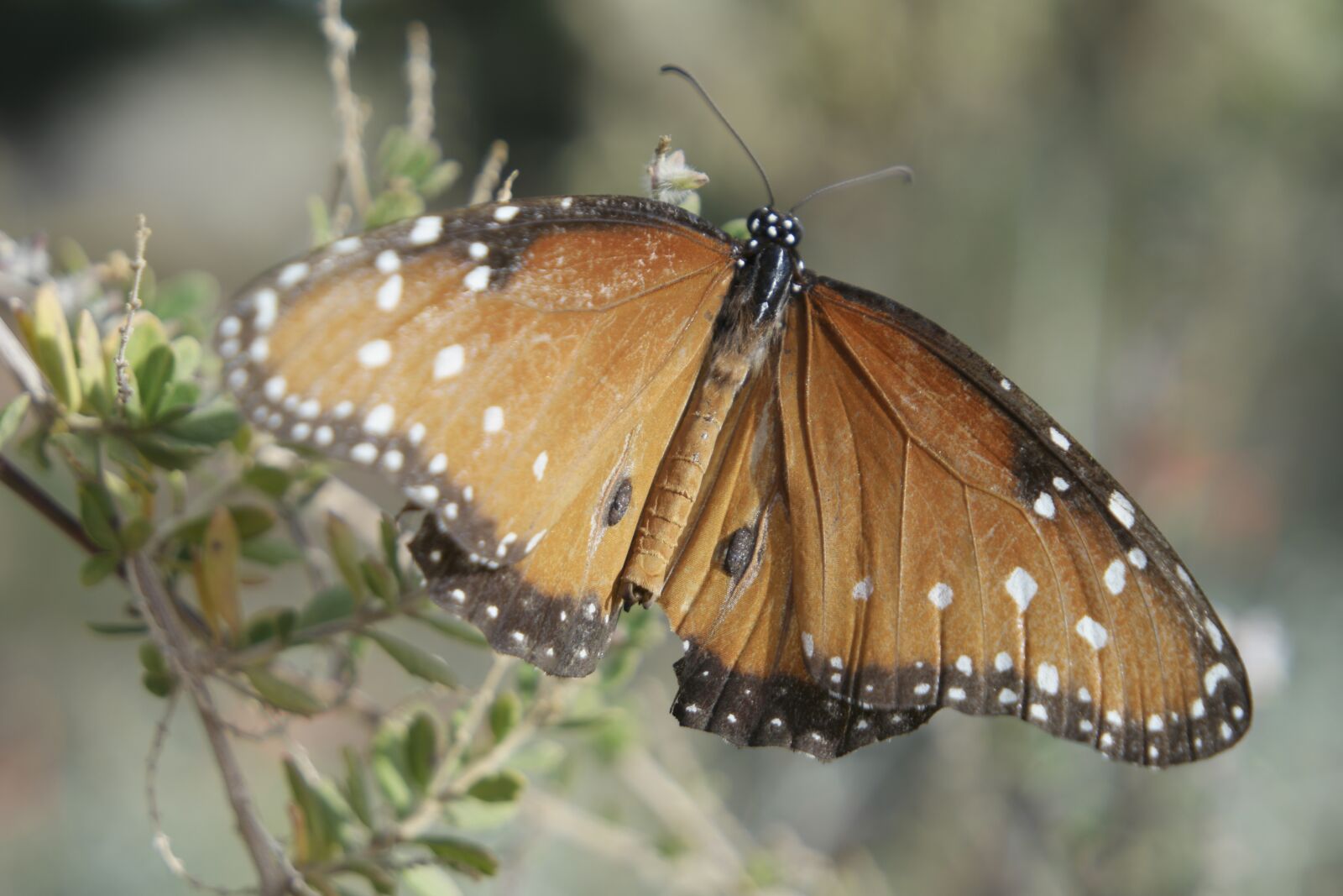 Samsung NX500 + Samsung NX 16-50mm F3.5-5.6 Power Zoom ED OIS sample photo. Butterfly, arizona, desert botanical photography