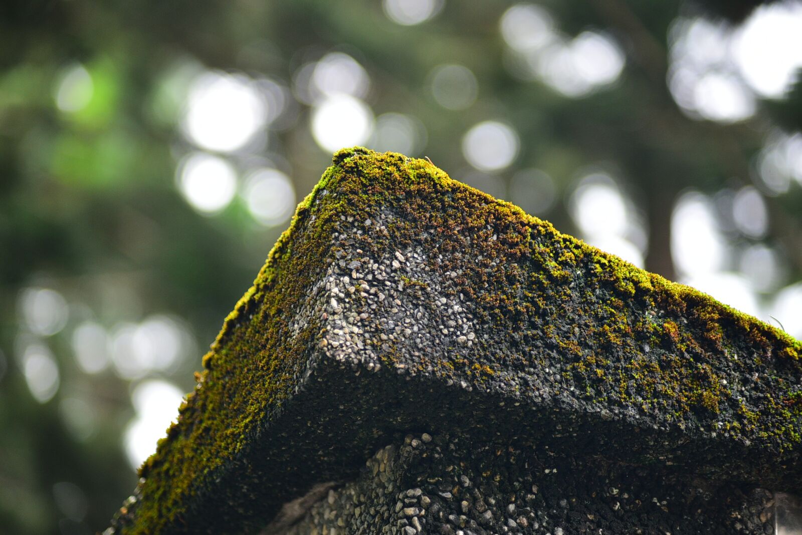 Nikon D750 sample photo. Moss, stone, brick photography