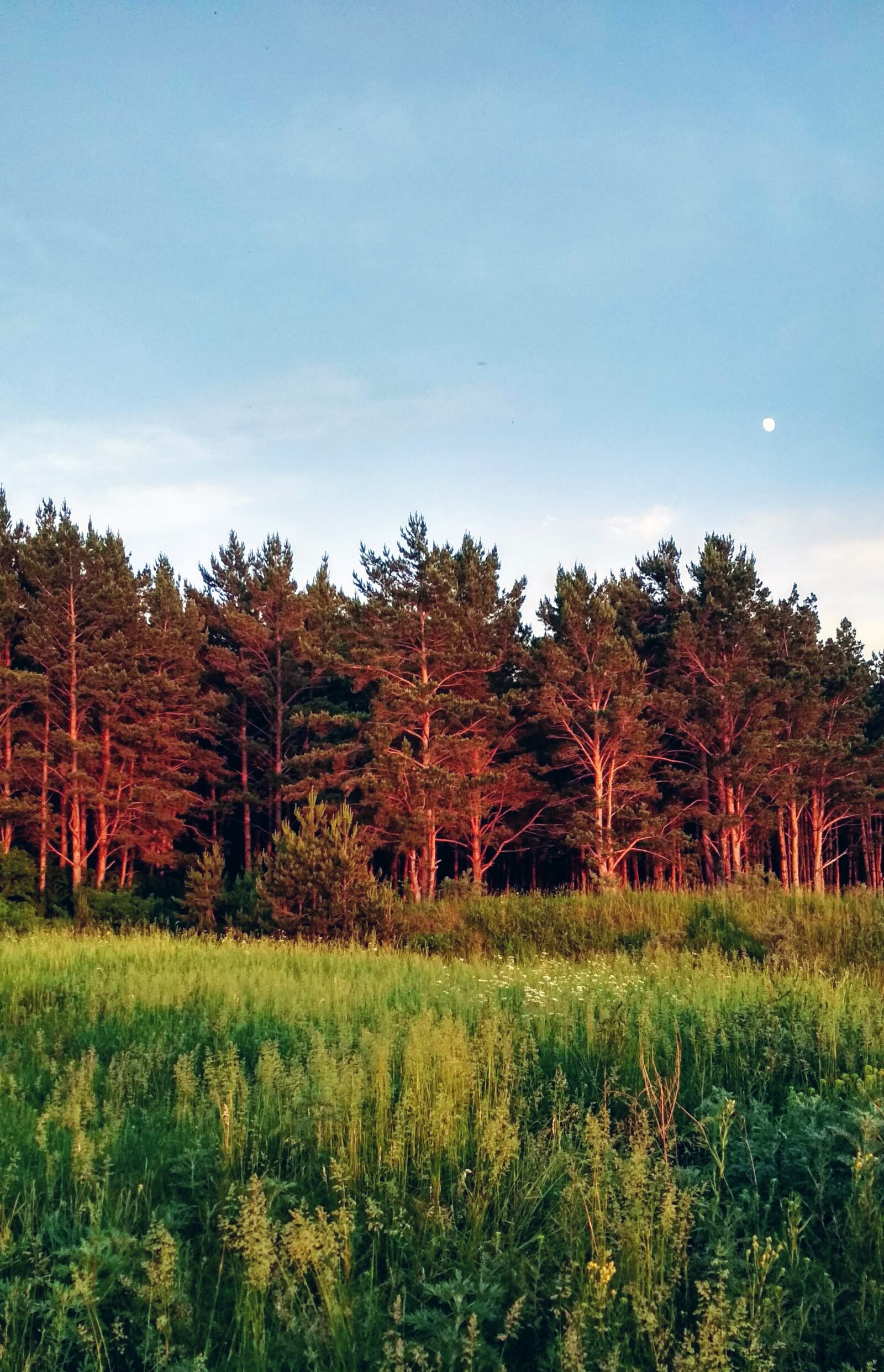Xiaomi Redmi 4X sample photo. Moon, forest, night photography