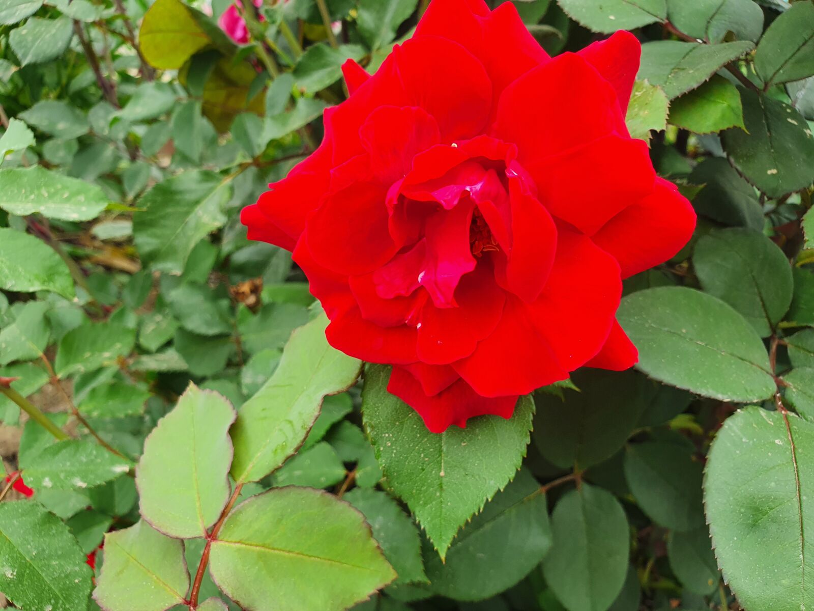 Samsung Galaxy S10e sample photo. Rose, red, flower photography