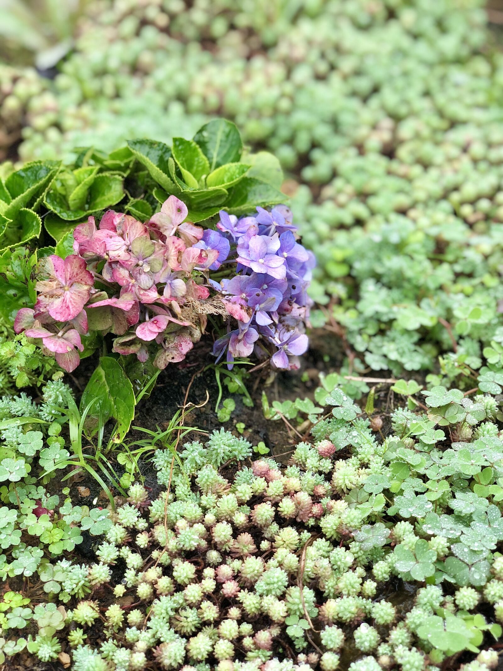 iPhone X back dual camera 6mm f/2.4 sample photo. Hydrangea, purple, pink photography