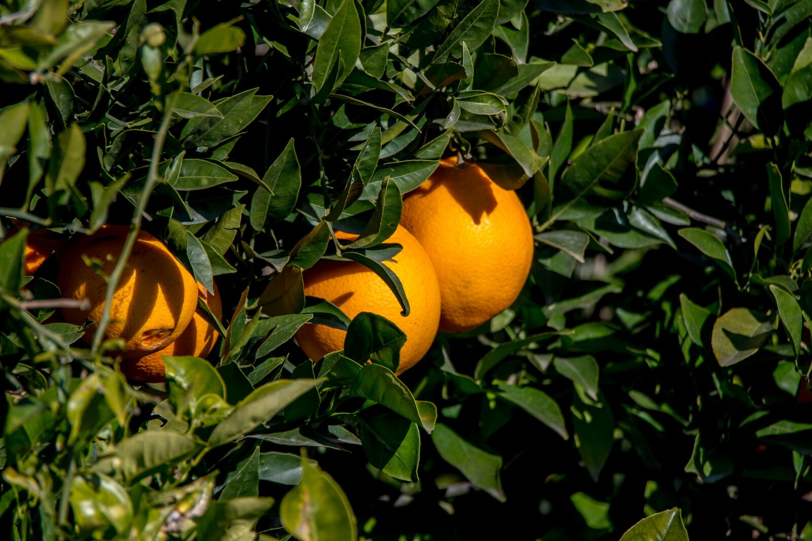 Tamron SP 150-600mm F5-6.3 Di VC USD sample photo. Orange, citrus, oranges photography