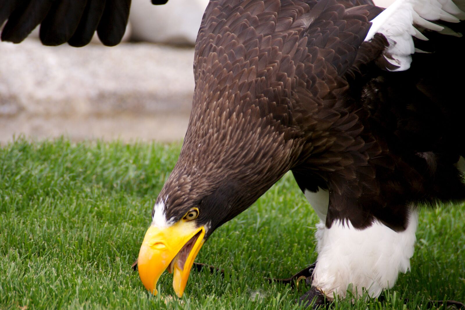 Sony Alpha DSLR-A350 sample photo. White tailed eagle, bird photography
