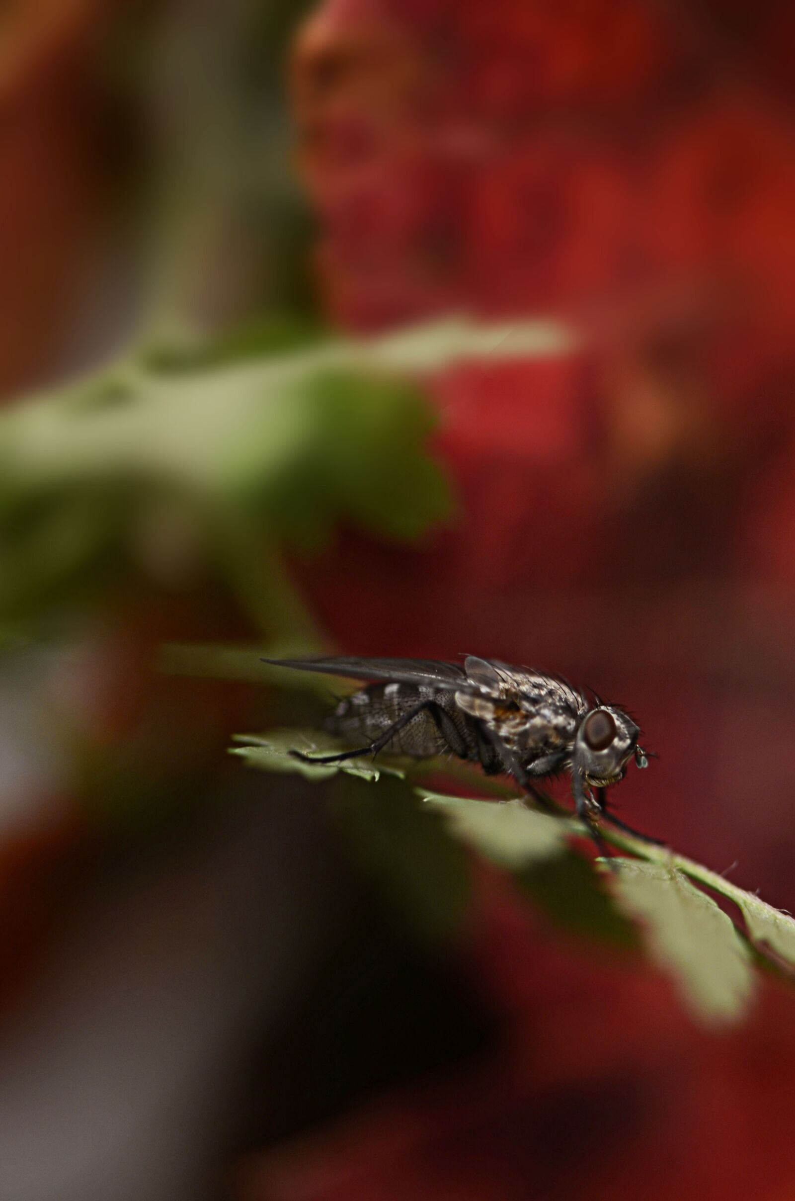 Nikon D7000 sample photo. Insect, nature, outdoors photography