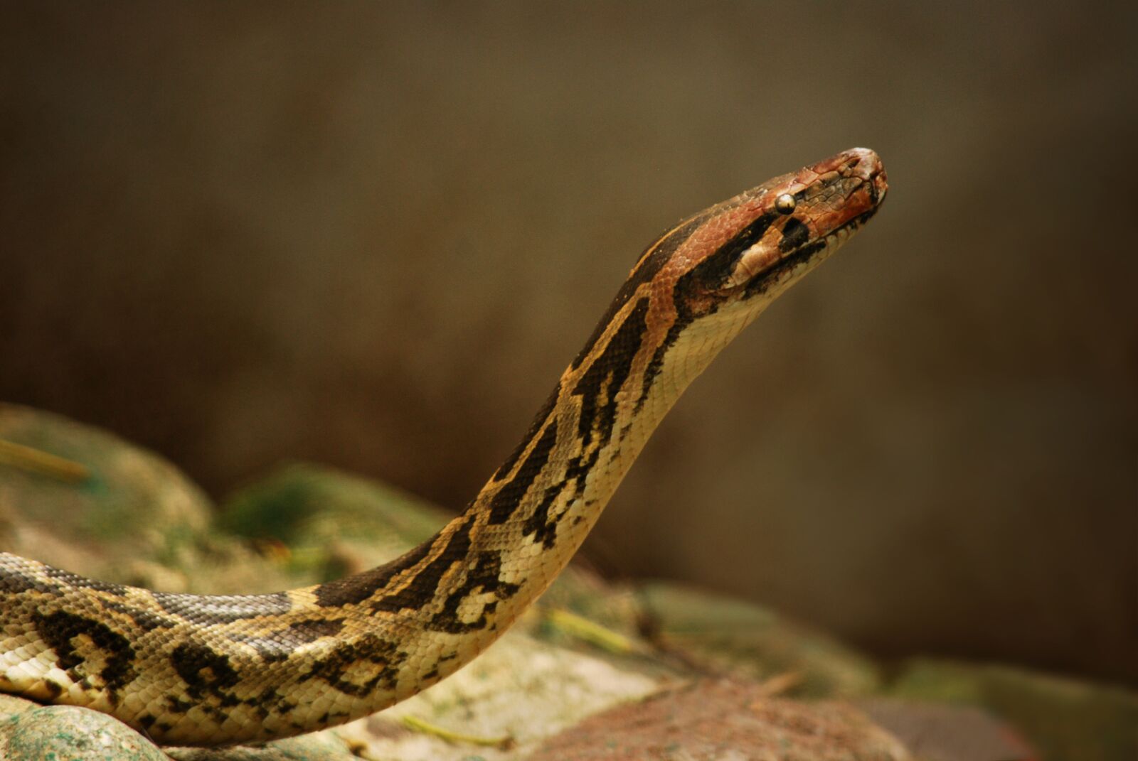 Nikon D40X sample photo. Python, snake, reptile photography