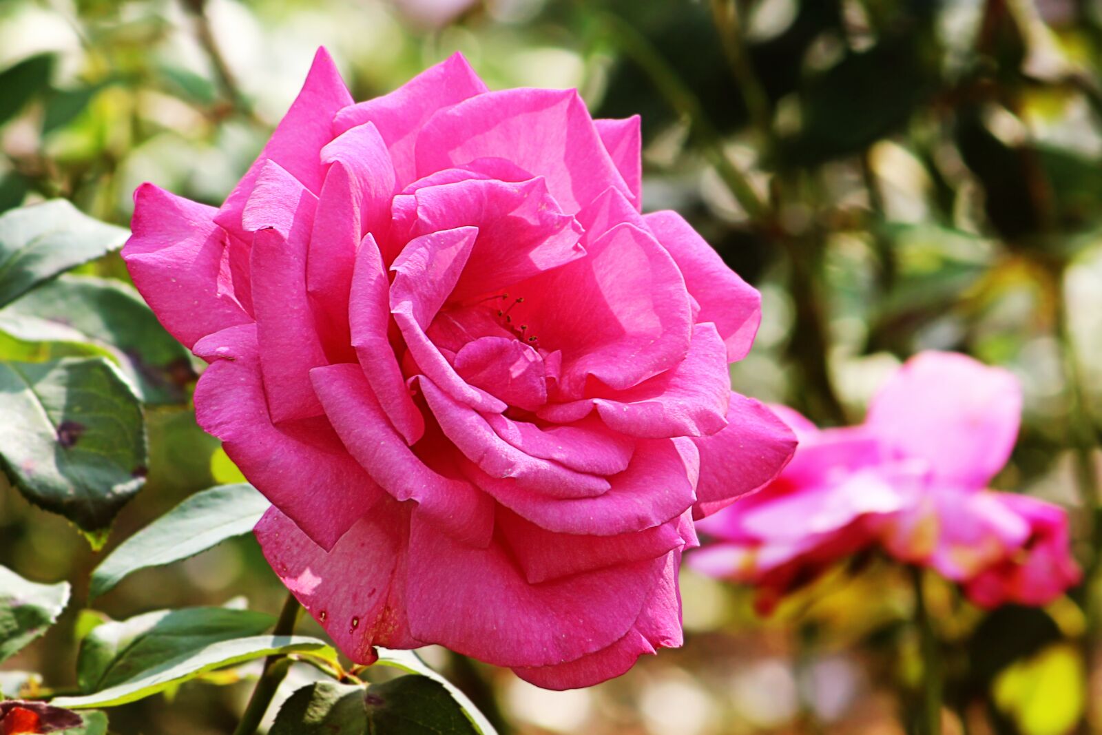 Canon EOS 600D (Rebel EOS T3i / EOS Kiss X5) sample photo. Rose, pink, blossom photography