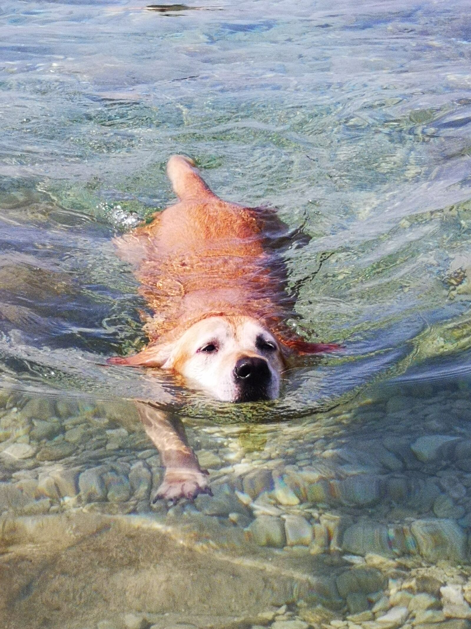 HUAWEI P20 sample photo. Marley, dog, swimmer photography