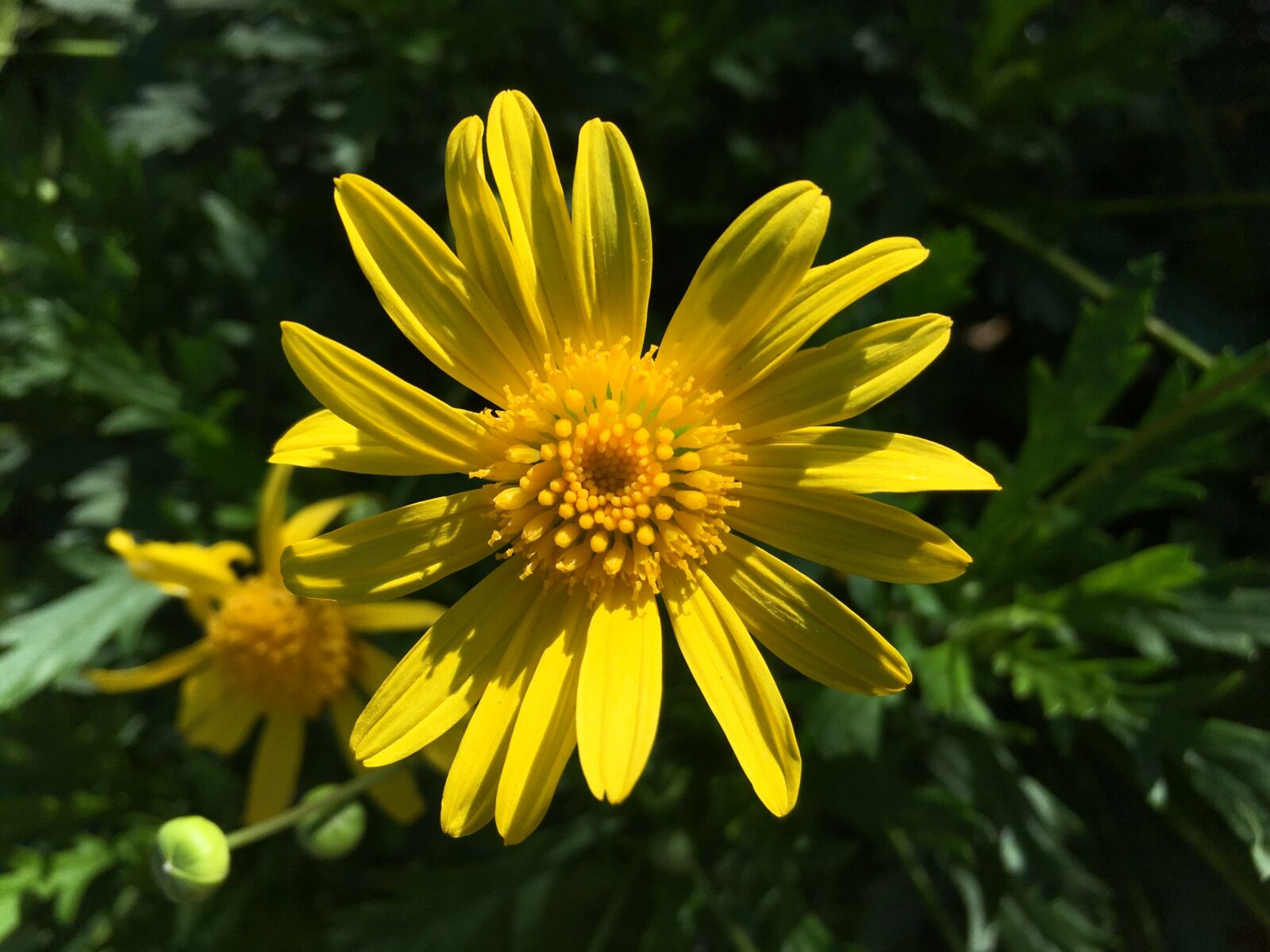 iPhone 6s Plus back camera 4.15mm f/2.2 sample photo. Flower, park, garden photography