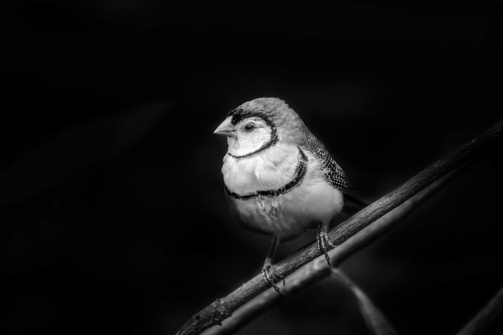 Nikon D3200 sample photo. Bird, nature, wildlife photography