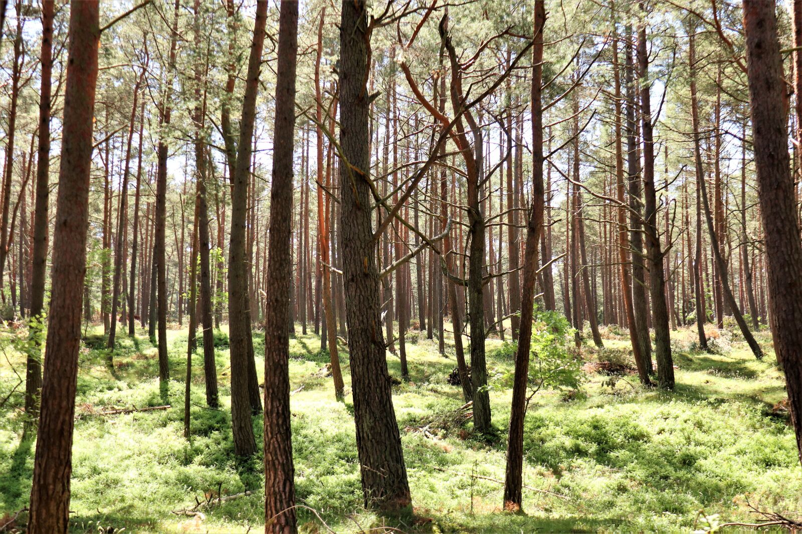 Canon EOS M6 sample photo. Forest, tree, pine photography