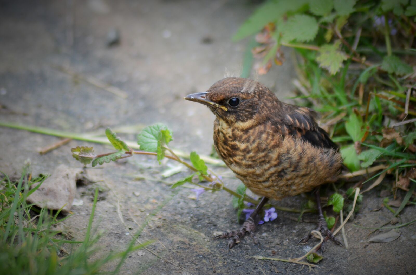 Nikon D5100 sample photo. Bird, chick, nest photography