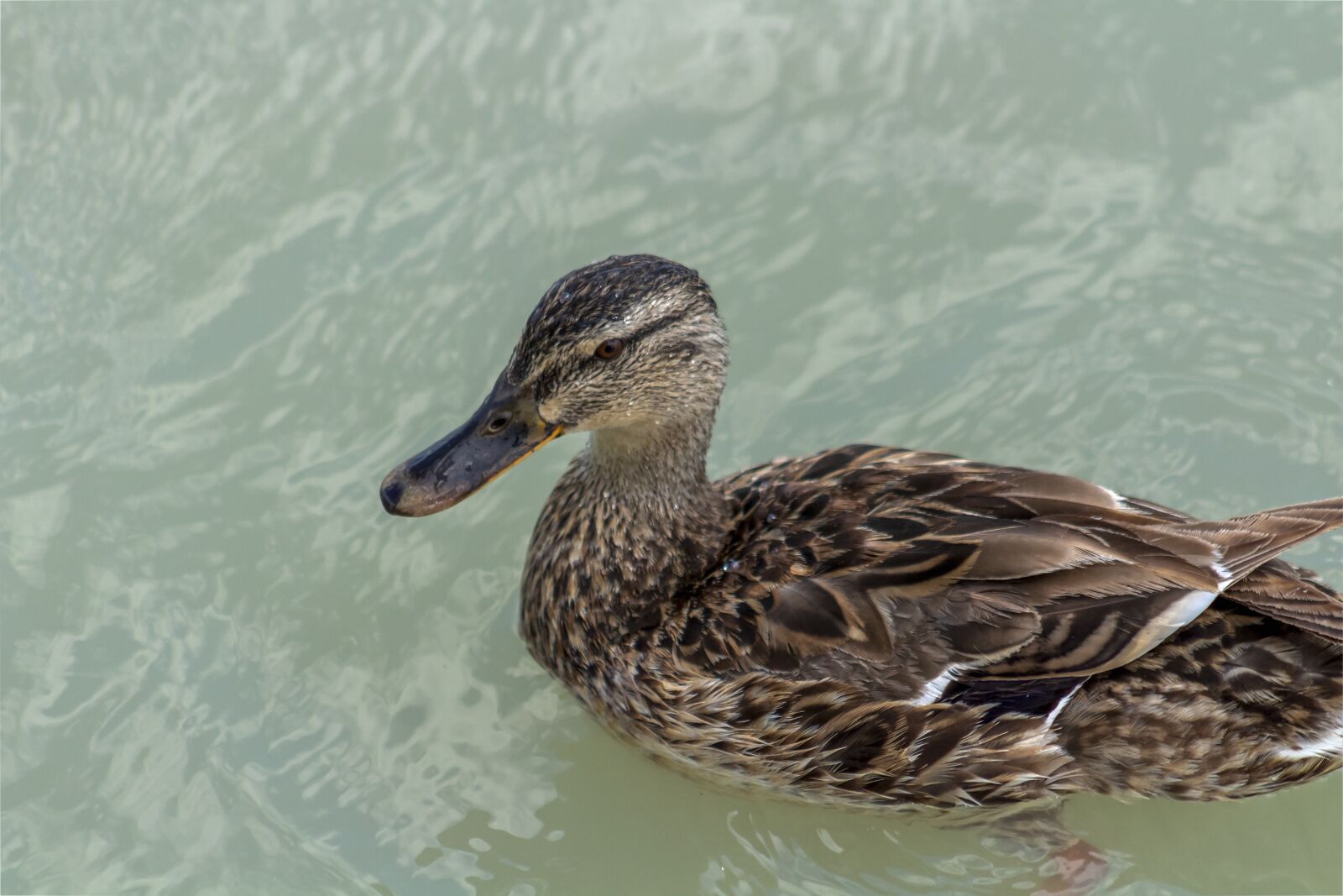 Canon EOS 1300D (EOS Rebel T6 / EOS Kiss X80) + EF75-300mm f/4-5.6 sample photo. Wild ducks, bird, duck photography