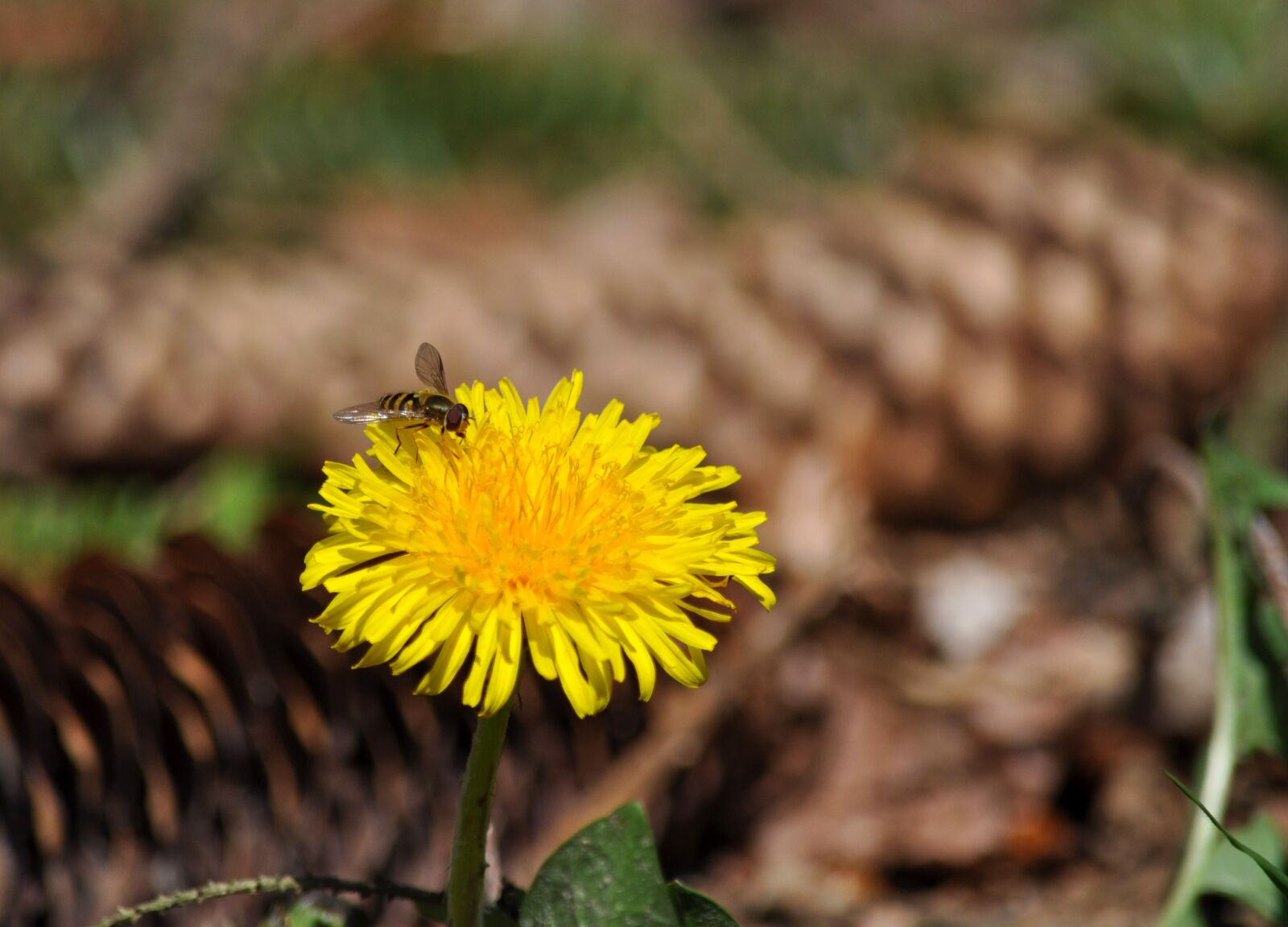 Nikon D90 sample photo. Dandelion, taraxacum, episyrphus balteatus photography