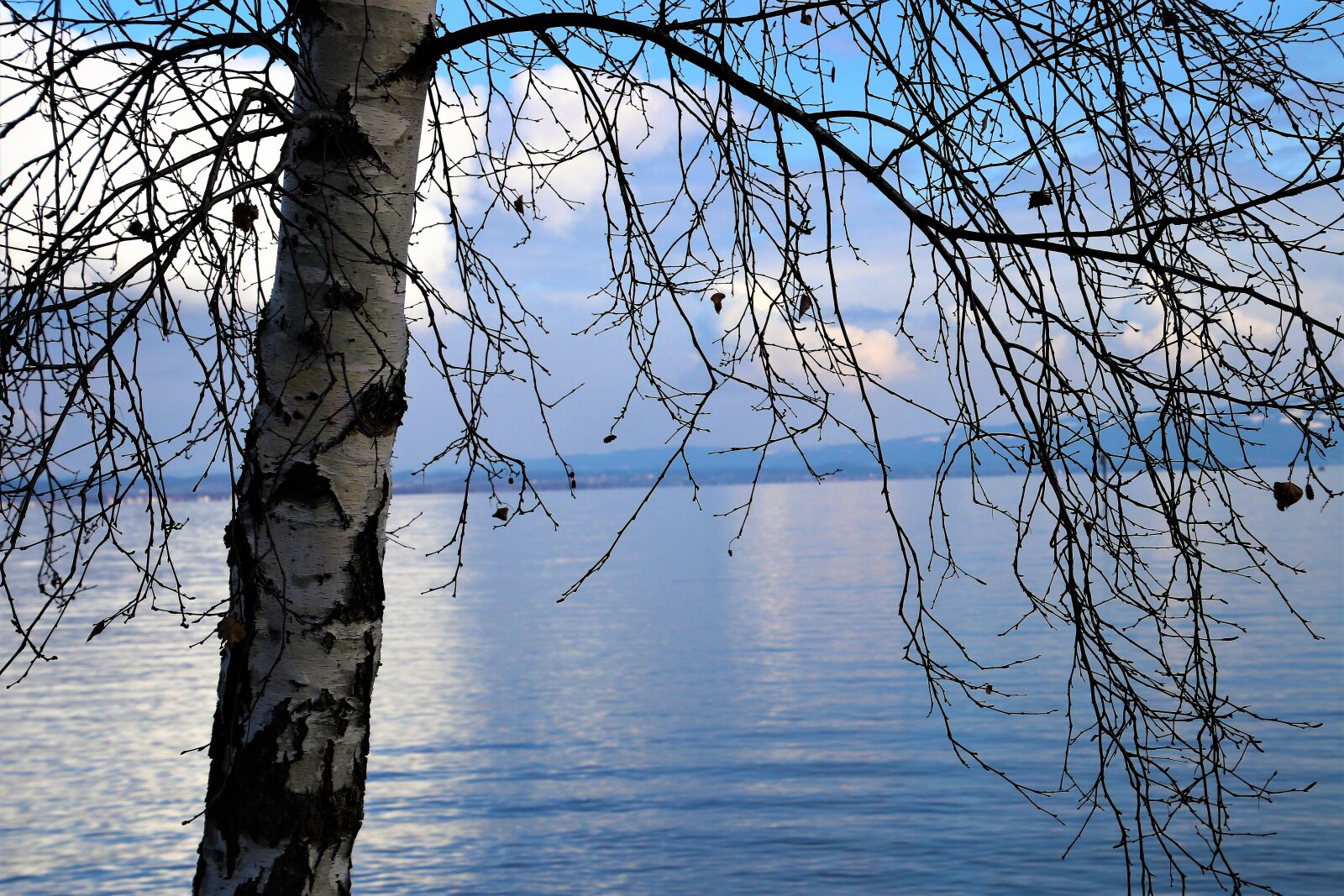 Canon EOS 80D sample photo. Birch, water surface, lake photography