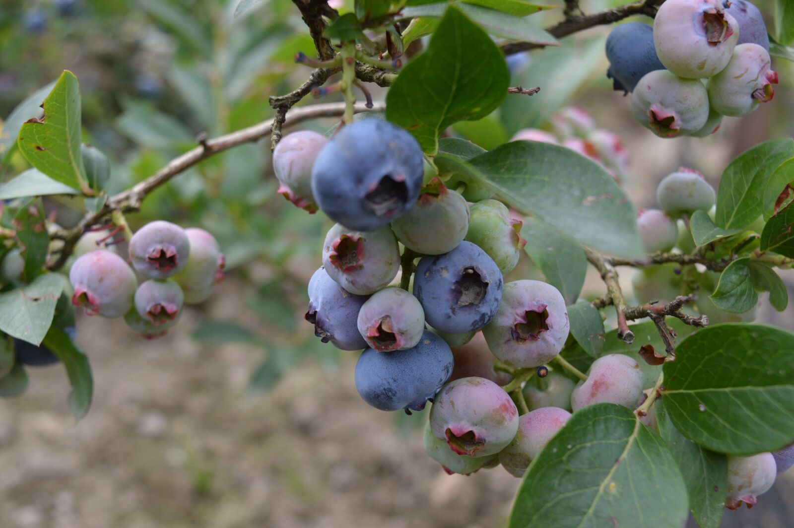 Nikon D3200 sample photo. Blueberries, close up, berry photography