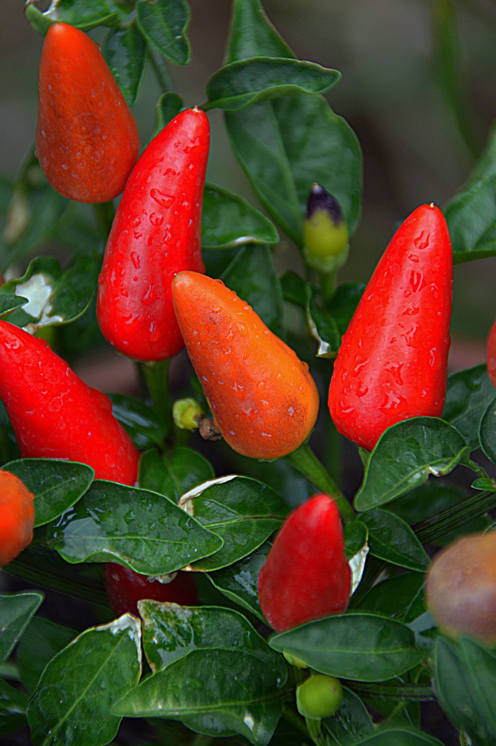 Nikon D3200 sample photo. Pepper, vegetables, red photography