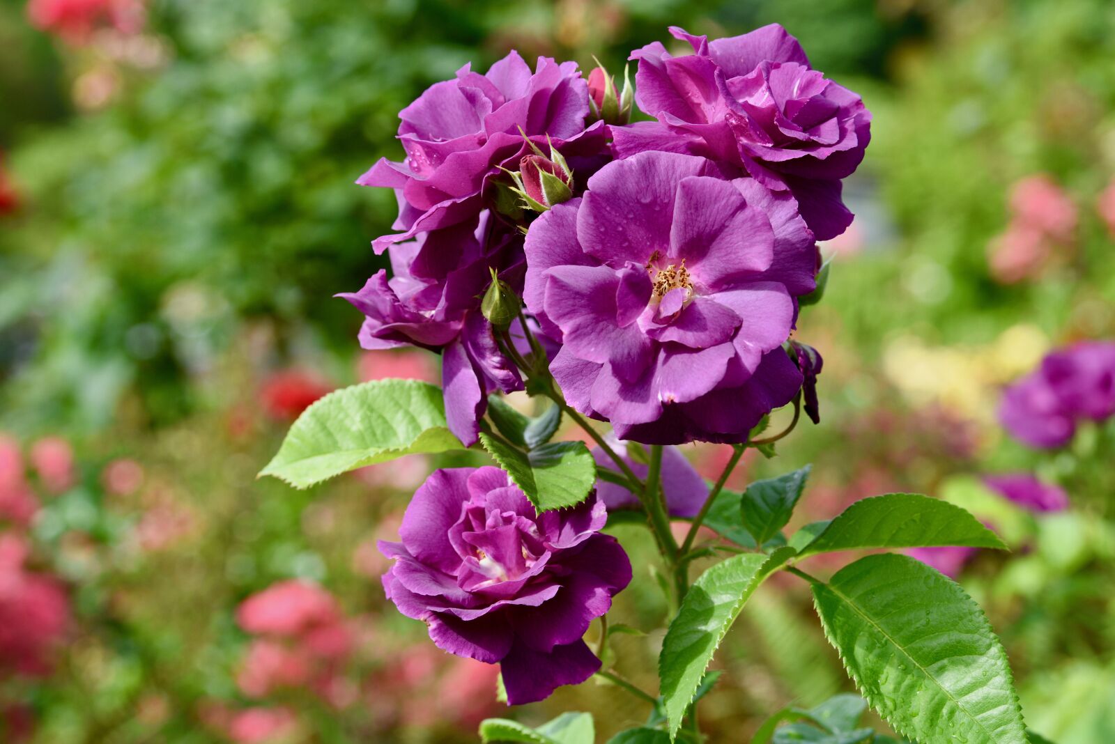 Nikon D810 sample photo. Rose, purple, spring photography