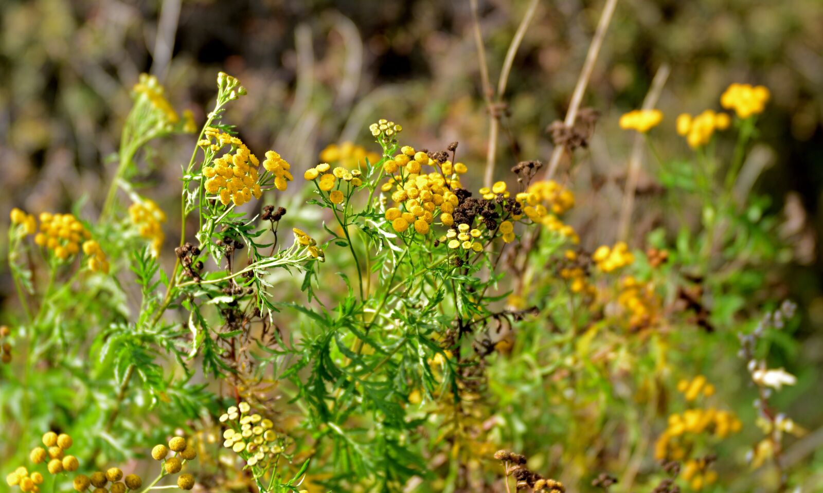 Nikon D600 sample photo. Flowers, bloom, overblown photography