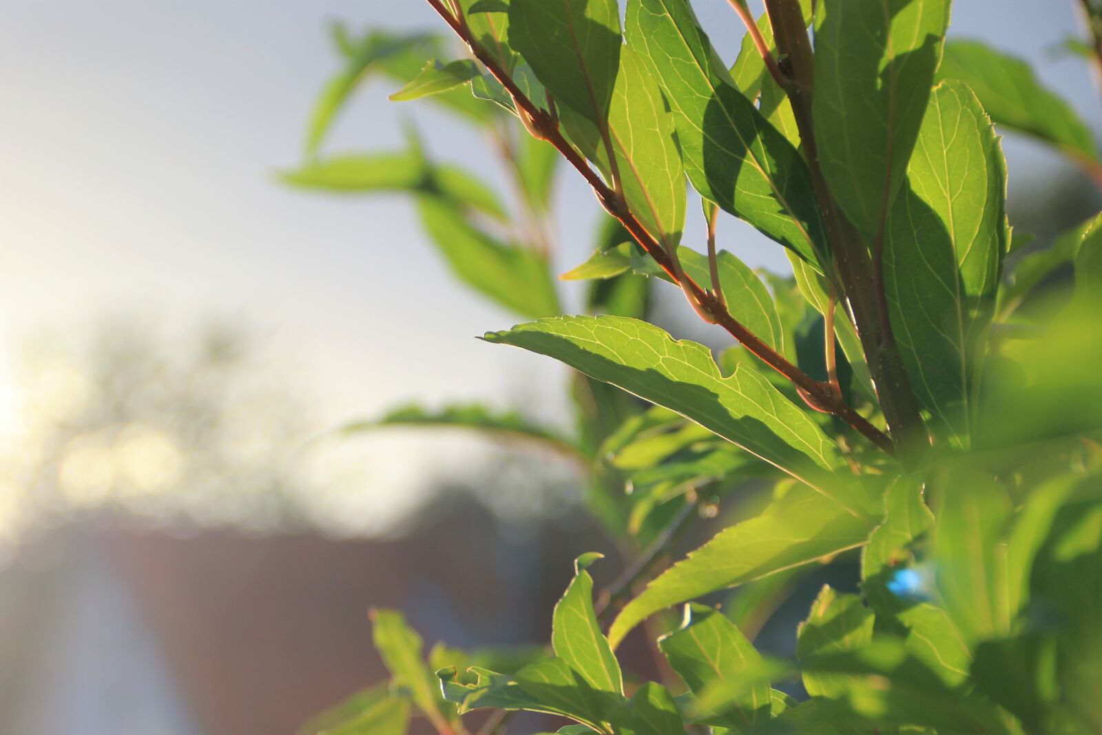 Canon EOS 80D sample photo. Leaves, green, foliage photography