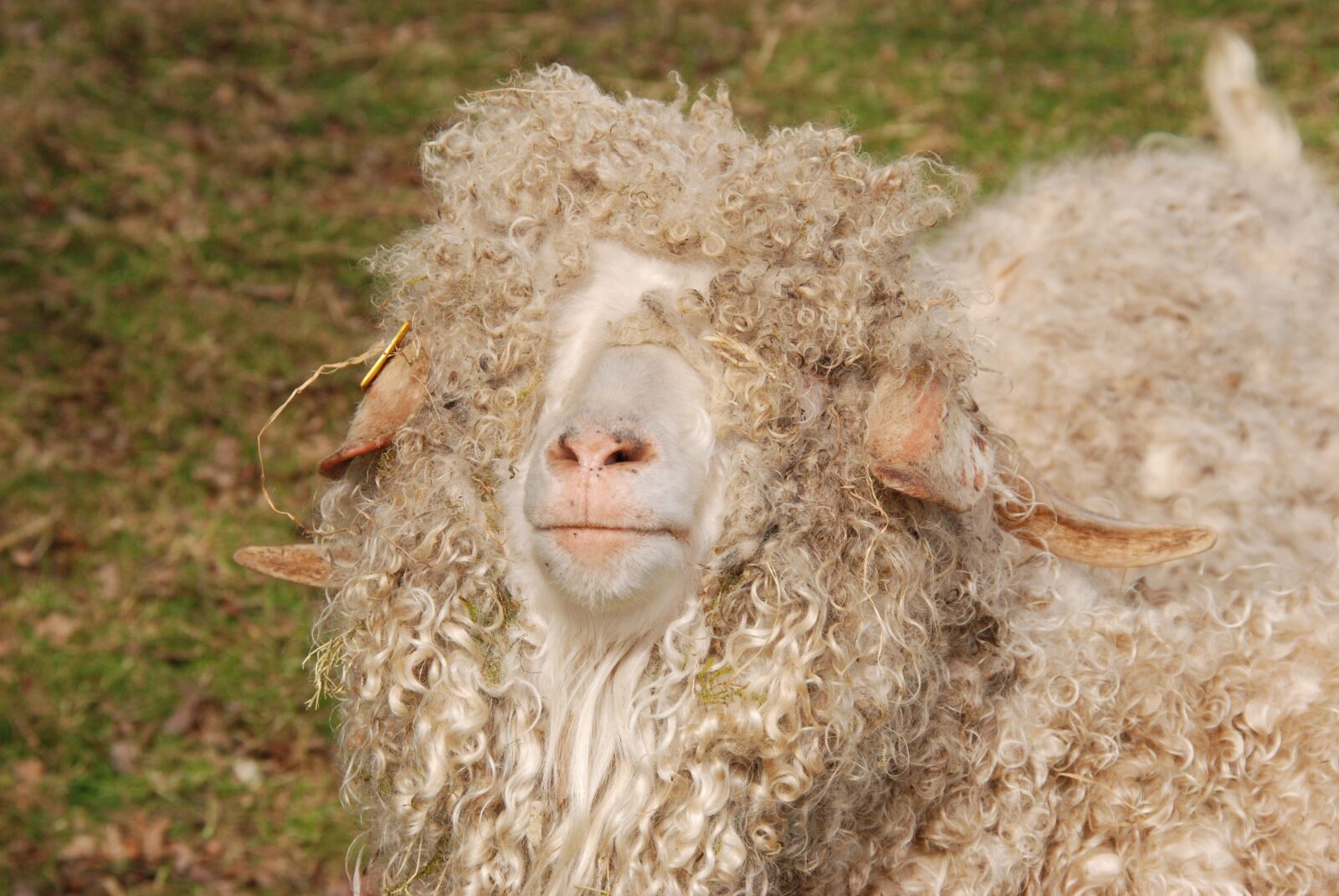 Nikon D80 sample photo. Sheep, wool, curls photography