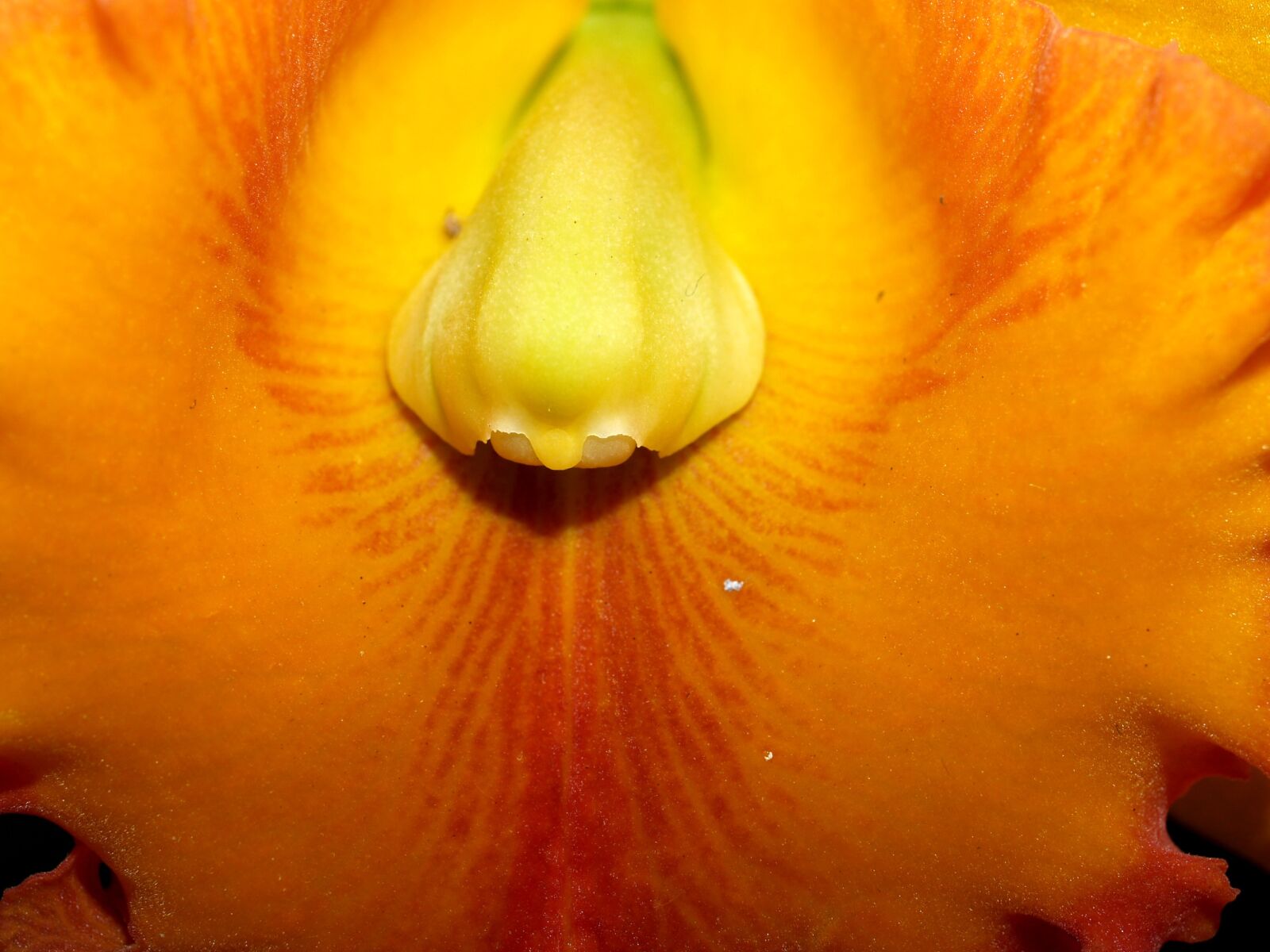 Olympus E-300 (EVOLT E-300) sample photo. Orchid, flower, bright photography