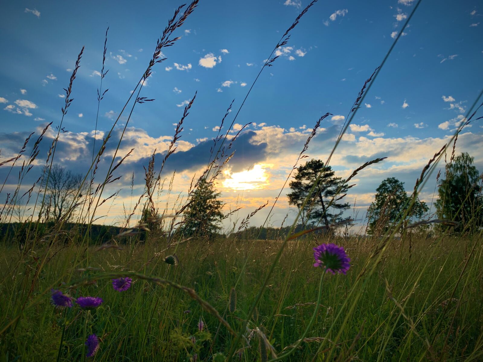 iPhone XR back camera 4.25mm f/1.8 sample photo. Grass, meadow, flowers photography