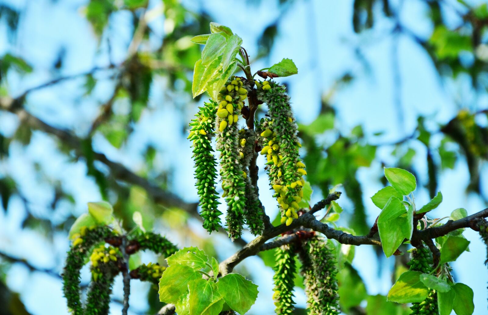 Nikon D5100 sample photo. Agrimony, aspen, populus tremula photography