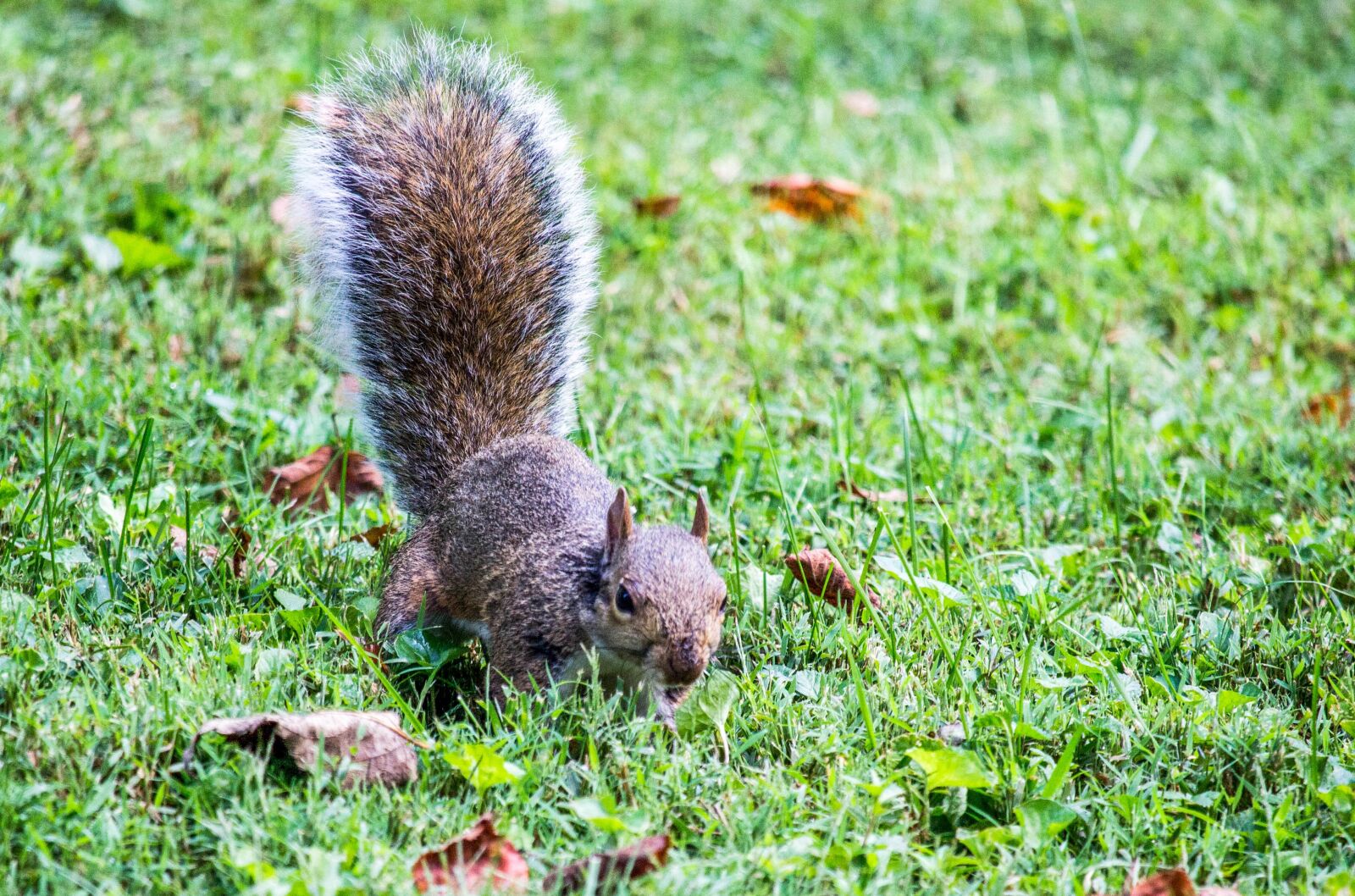 Canon EOS 700D (EOS Rebel T5i / EOS Kiss X7i) sample photo. Nature, grass, animal photography