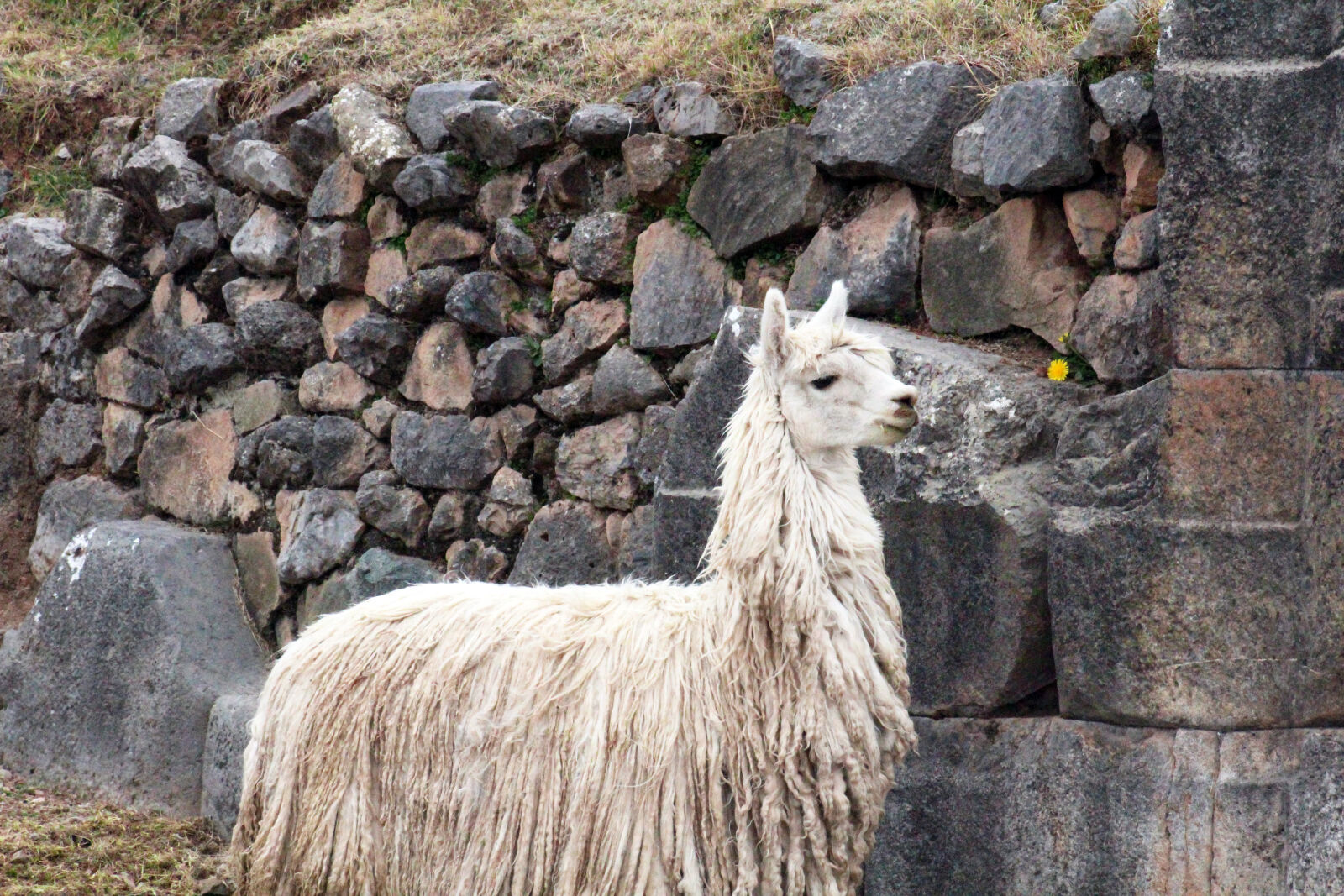 Canon EF 75-300mm f/4-5.6 sample photo. Animal, llama, ruins, wildlife photography