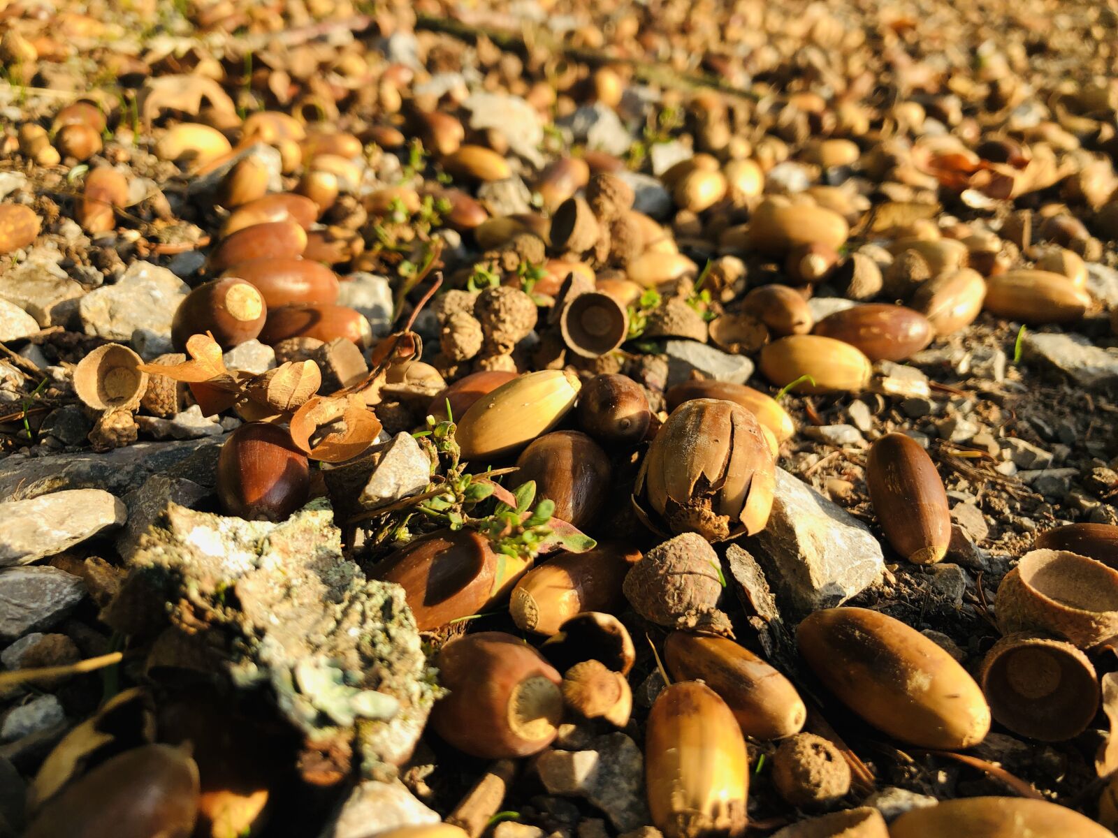 Apple iPhone X sample photo. Nature, autumn, acorns photography