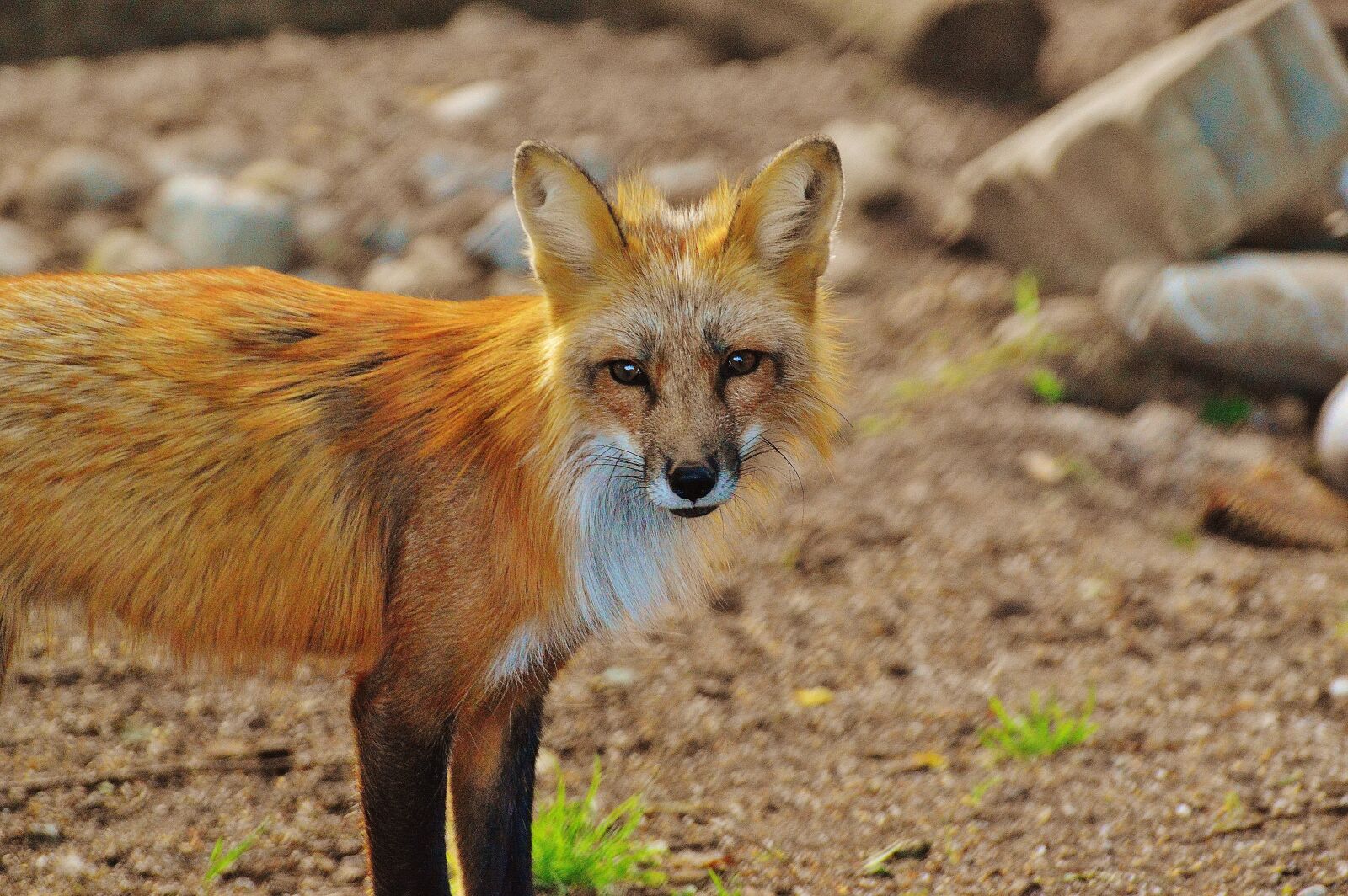 Nikon D3200 sample photo. Fuchs, wild animal, predator photography