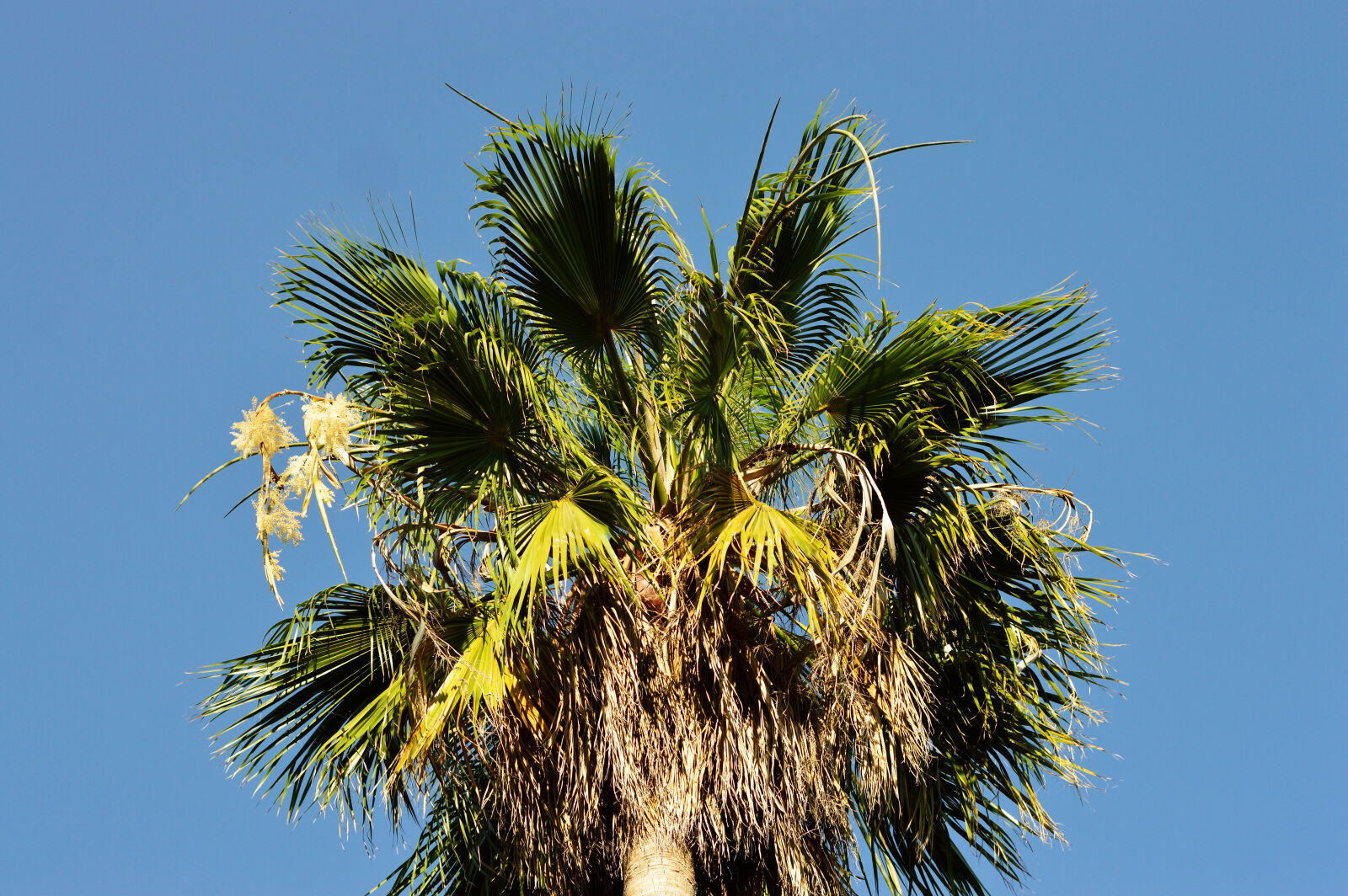 Nikon D3200 sample photo. Coconut, tree, leaves, nature photography