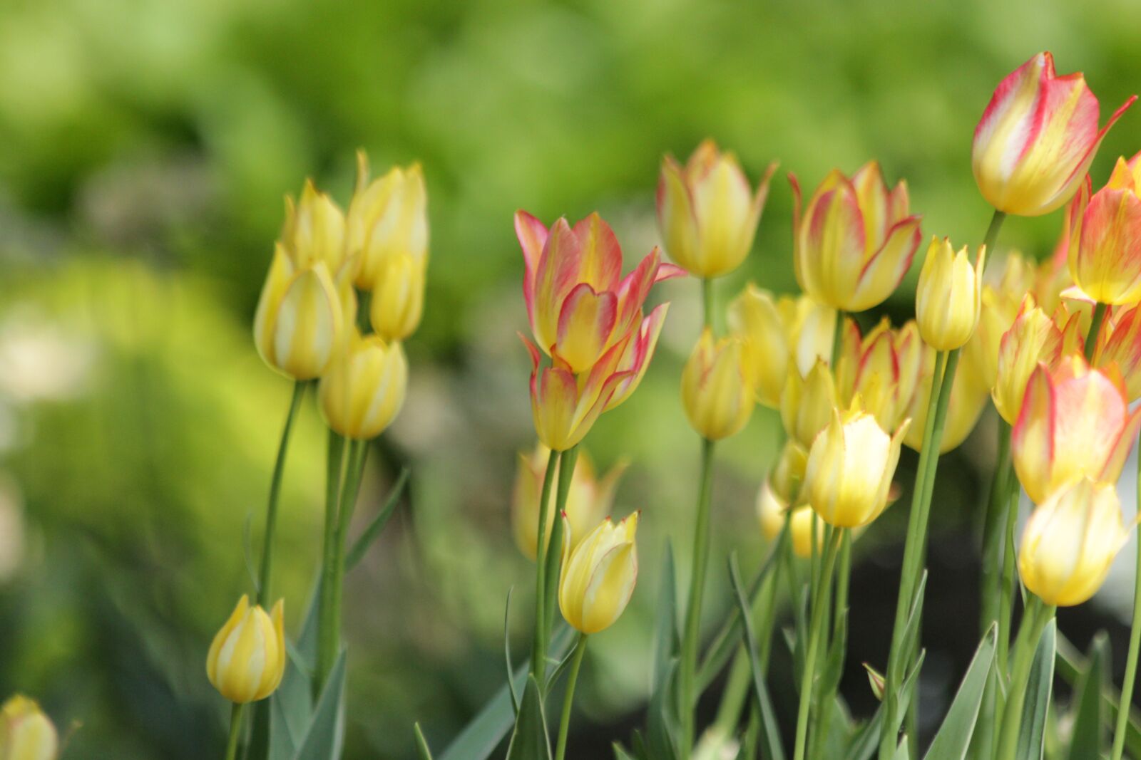 Canon EOS 650D (EOS Rebel T4i / EOS Kiss X6i) sample photo. Tulips, flowers, nature photography