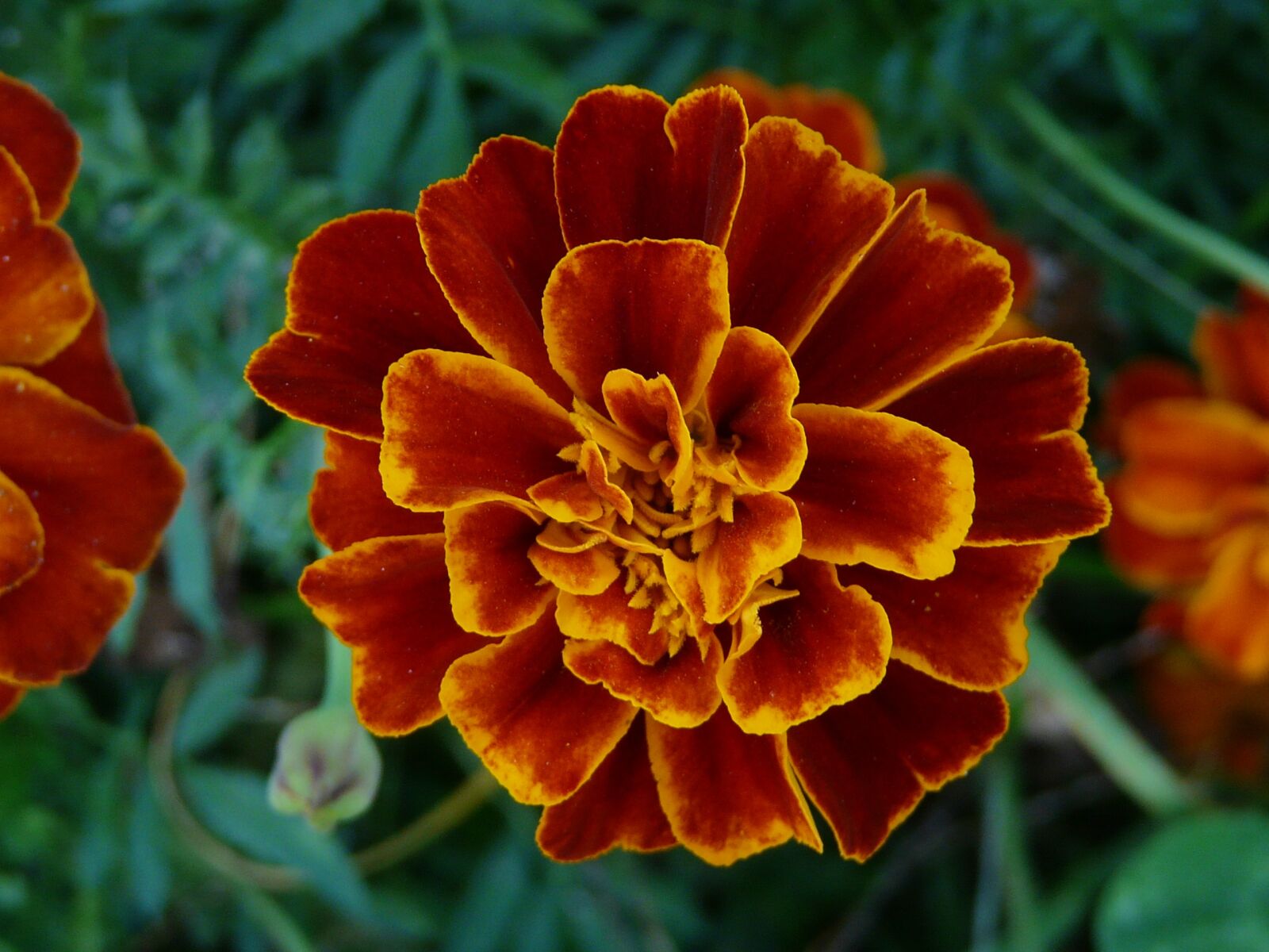 Panasonic DMC-FZ18 sample photo. Flower, orange, summer photography